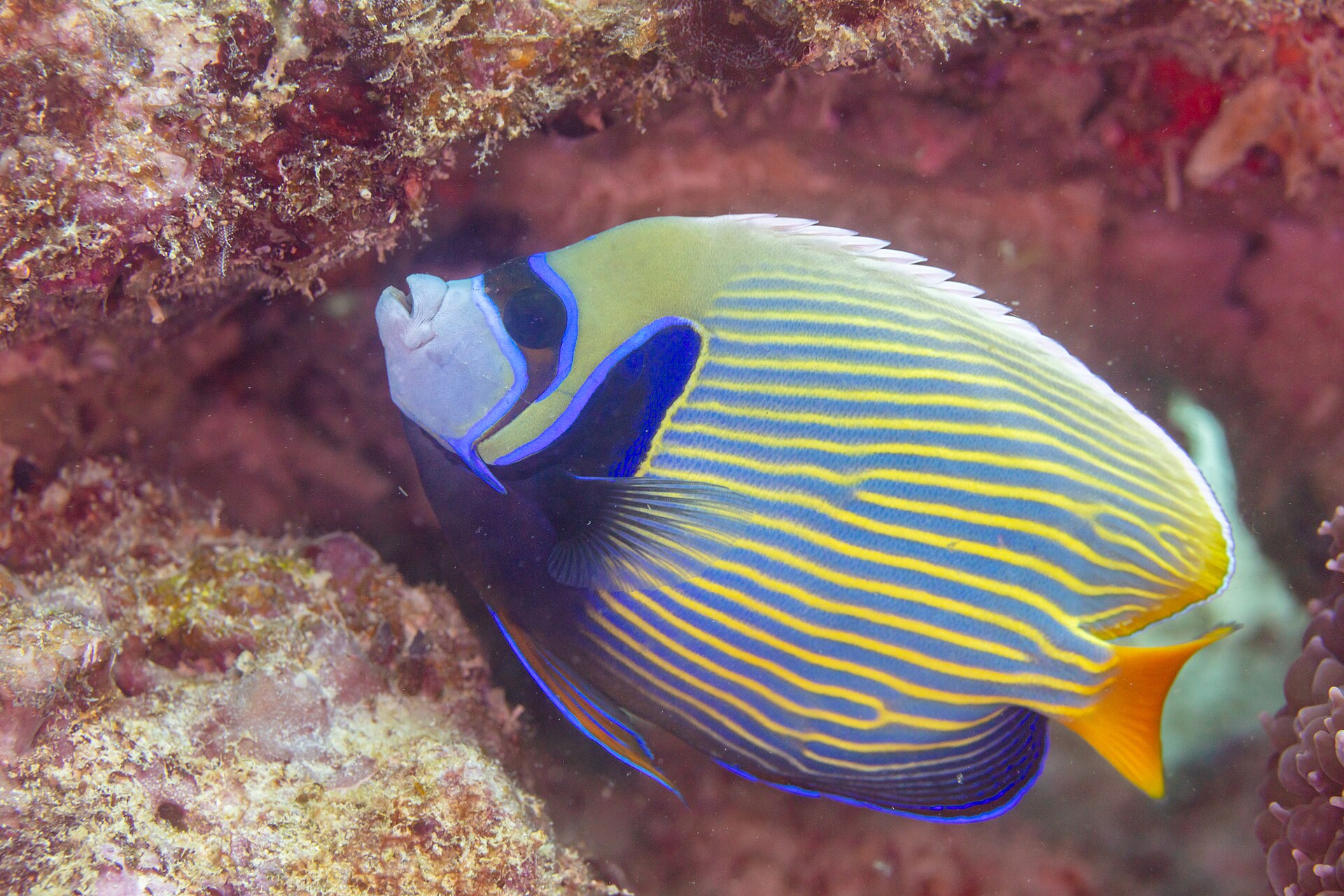 Ange empereur (Pomacanthus imperator)