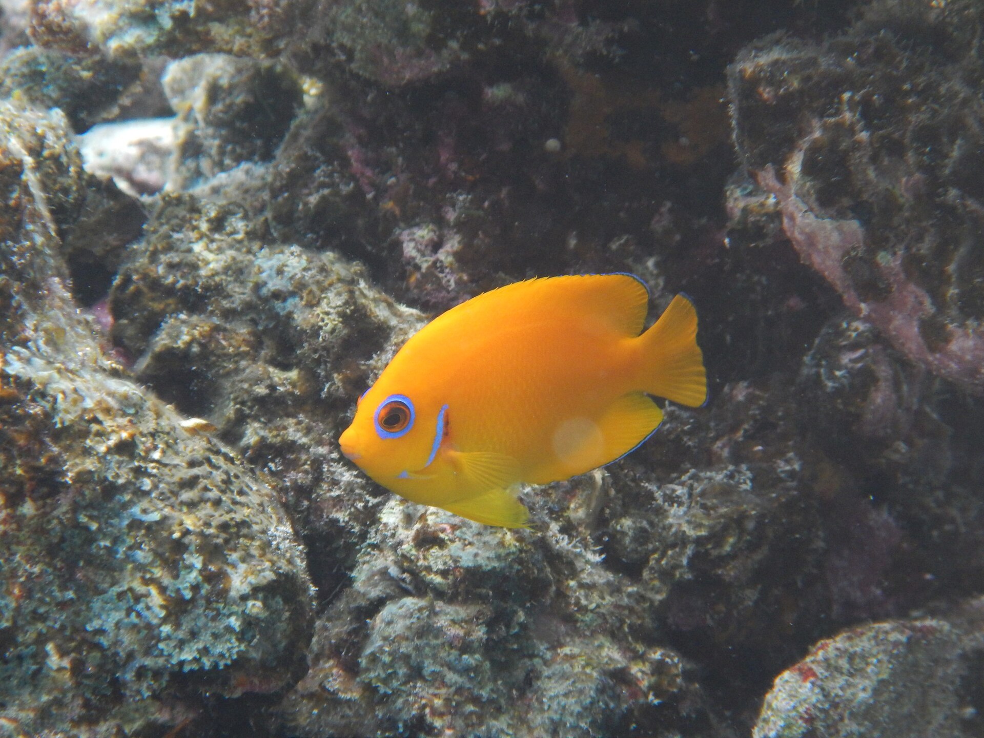 Ange peau de citron (Centropyge flavissima)