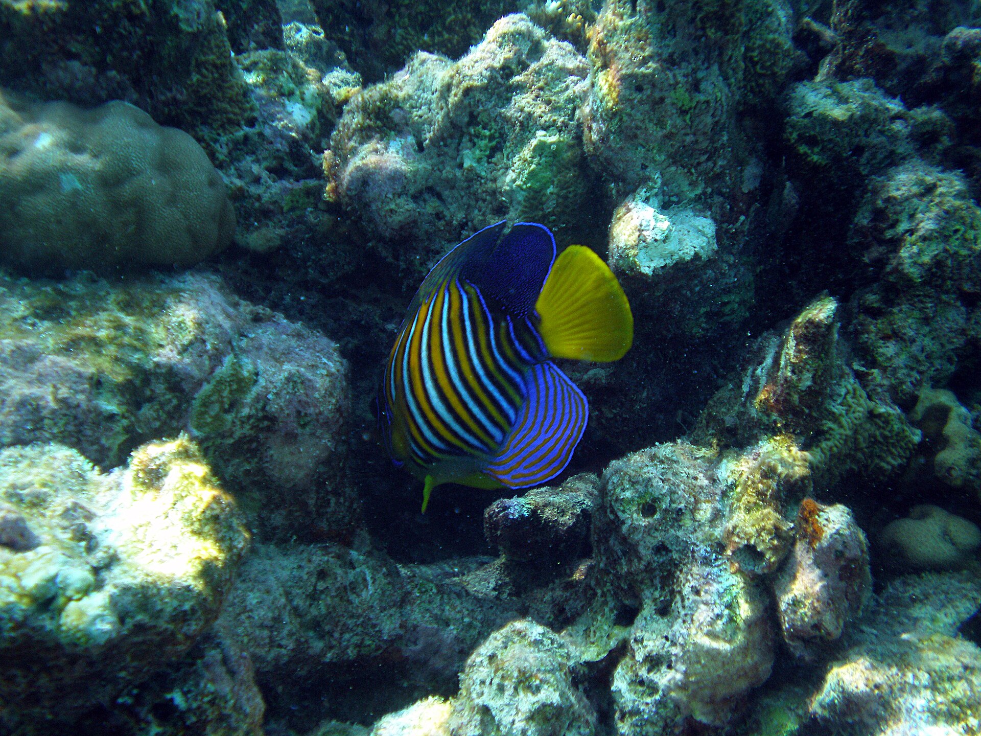 Ange royal (Pygoplites diacanthus)