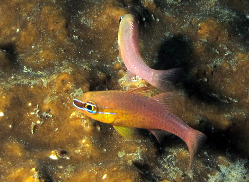 Apogon cardinal (Ostorhinchus apogonoides)
