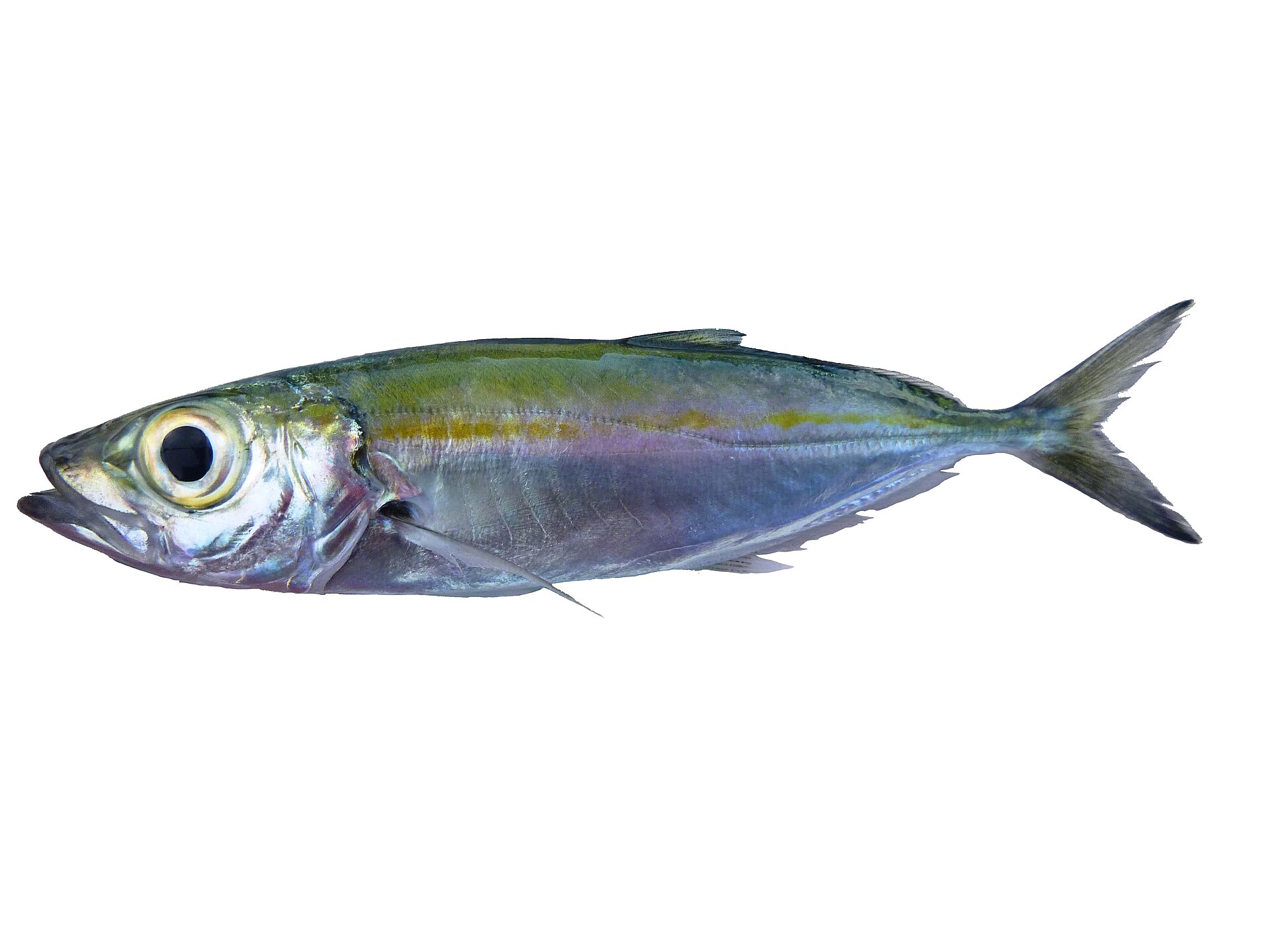 Ature (Selar crumenophthalmops)