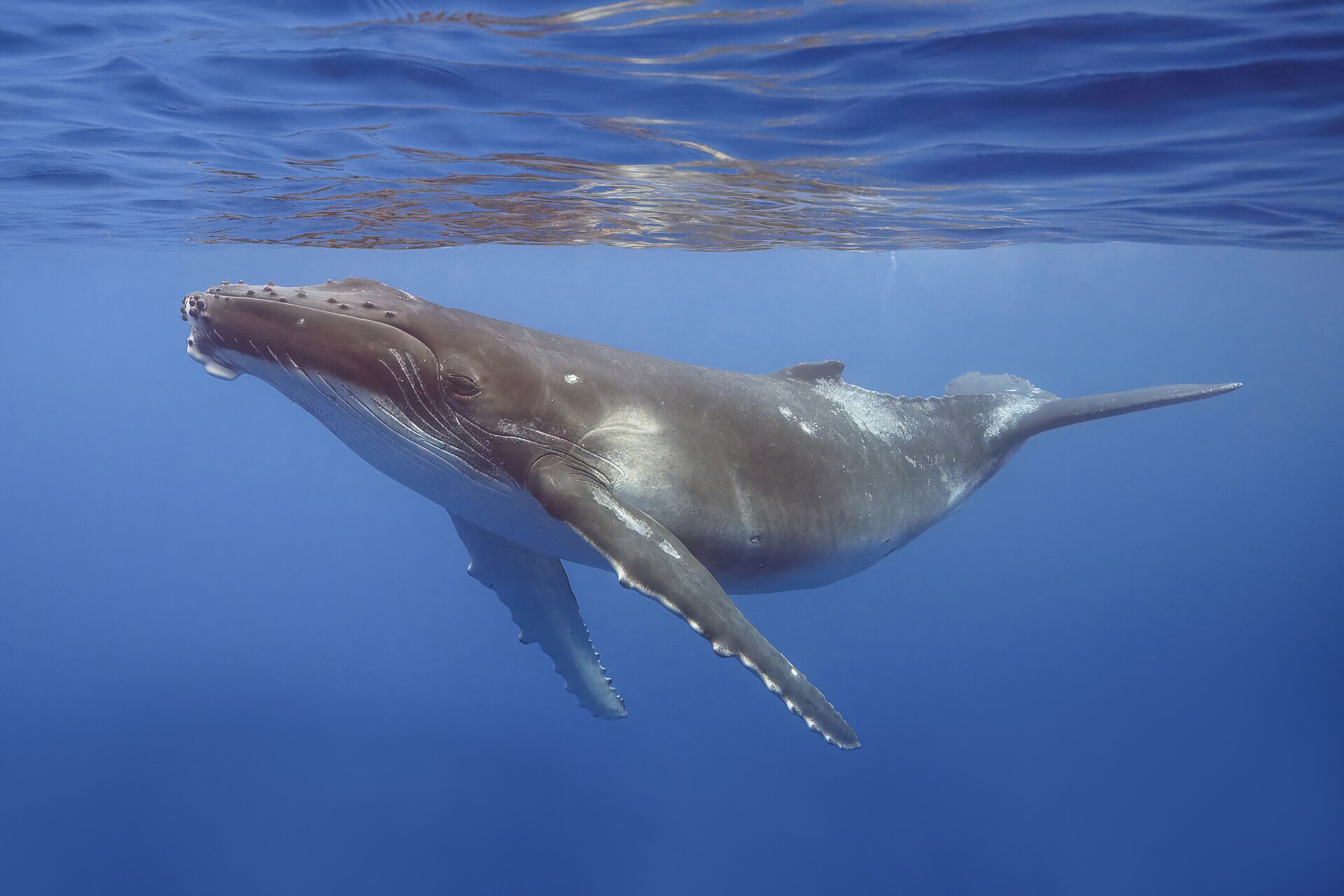 Baleine à bosse