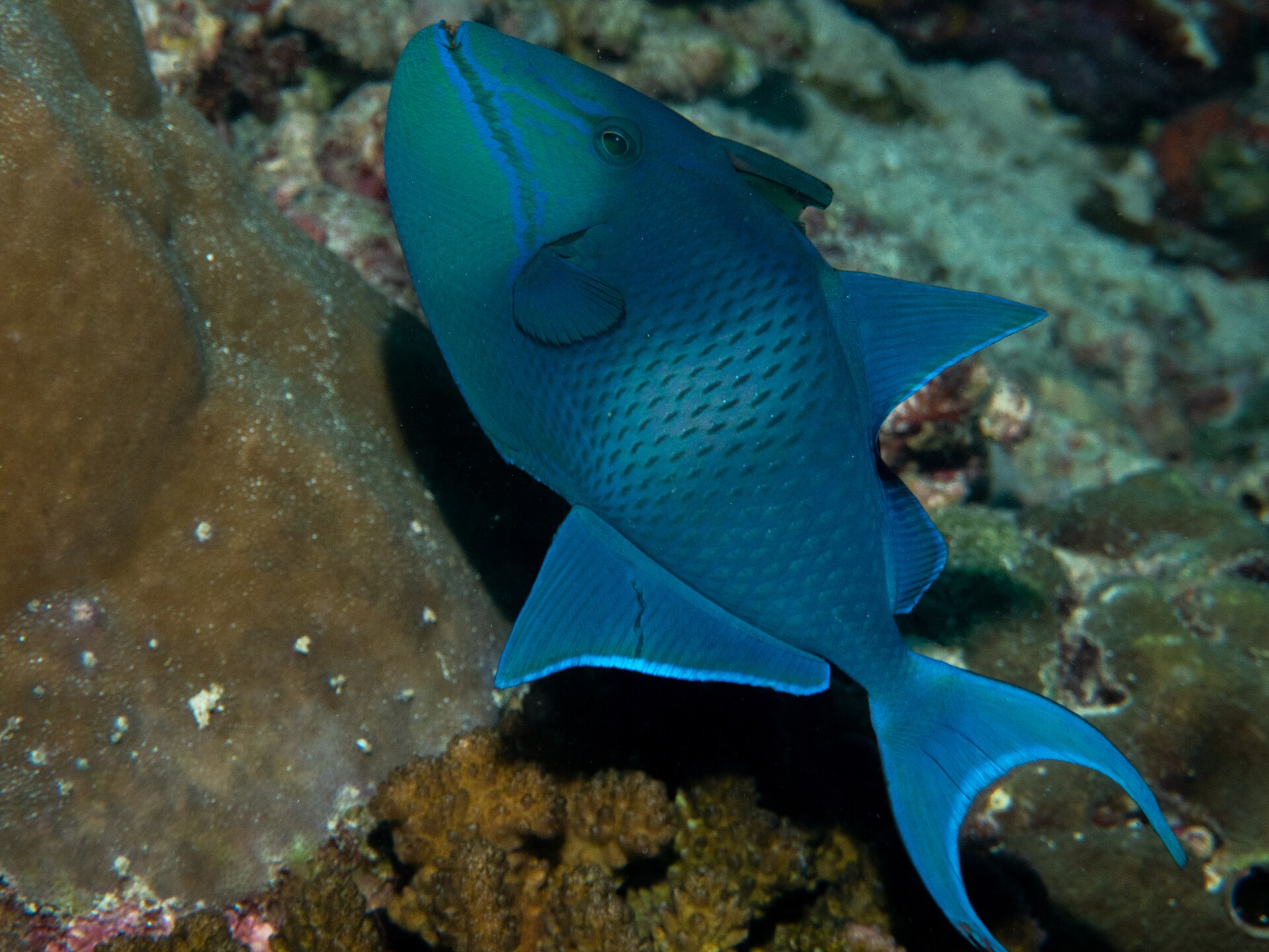 Baliste bleu (Odonus niger)