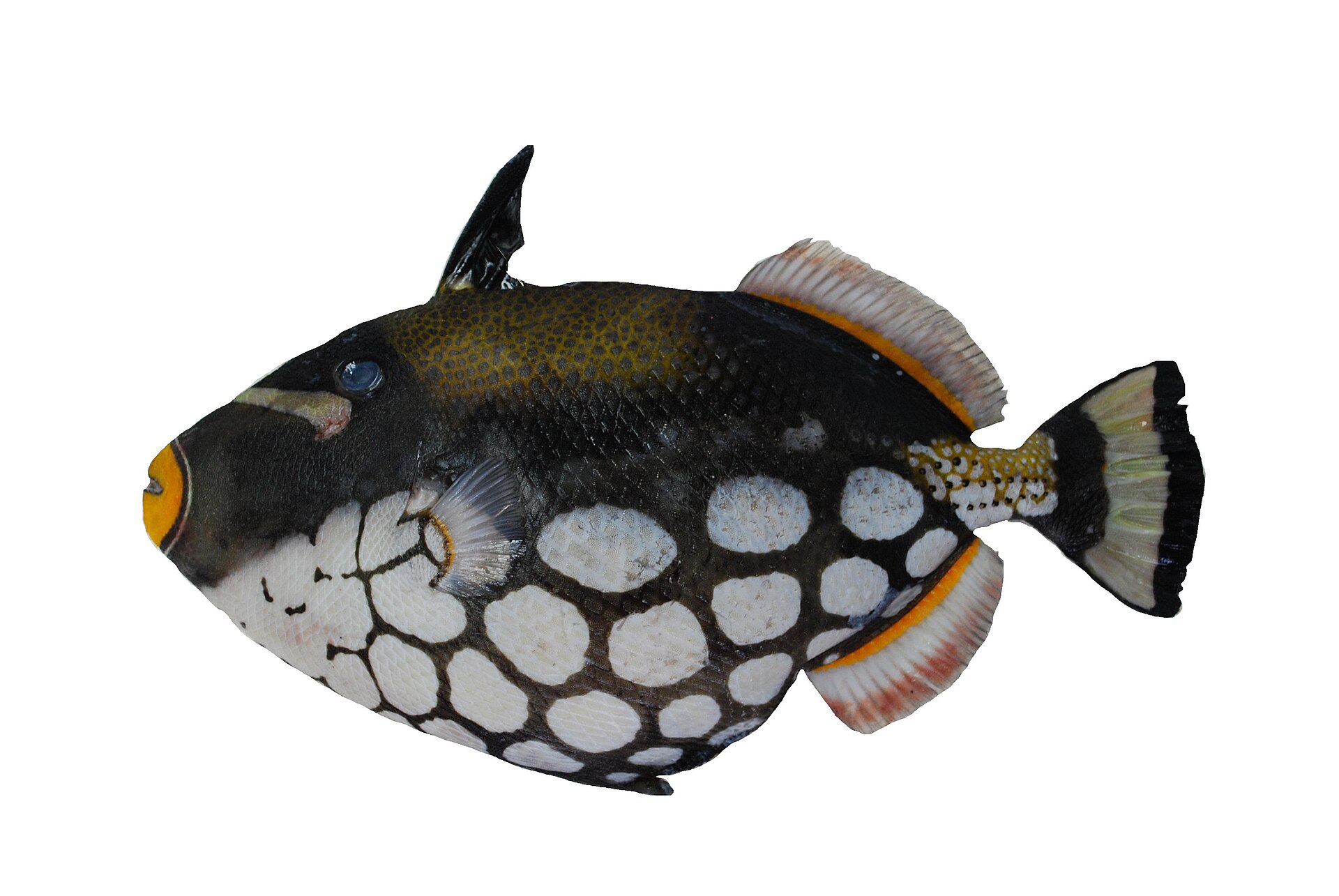 Baliste clown (Balistoides conspicillum)