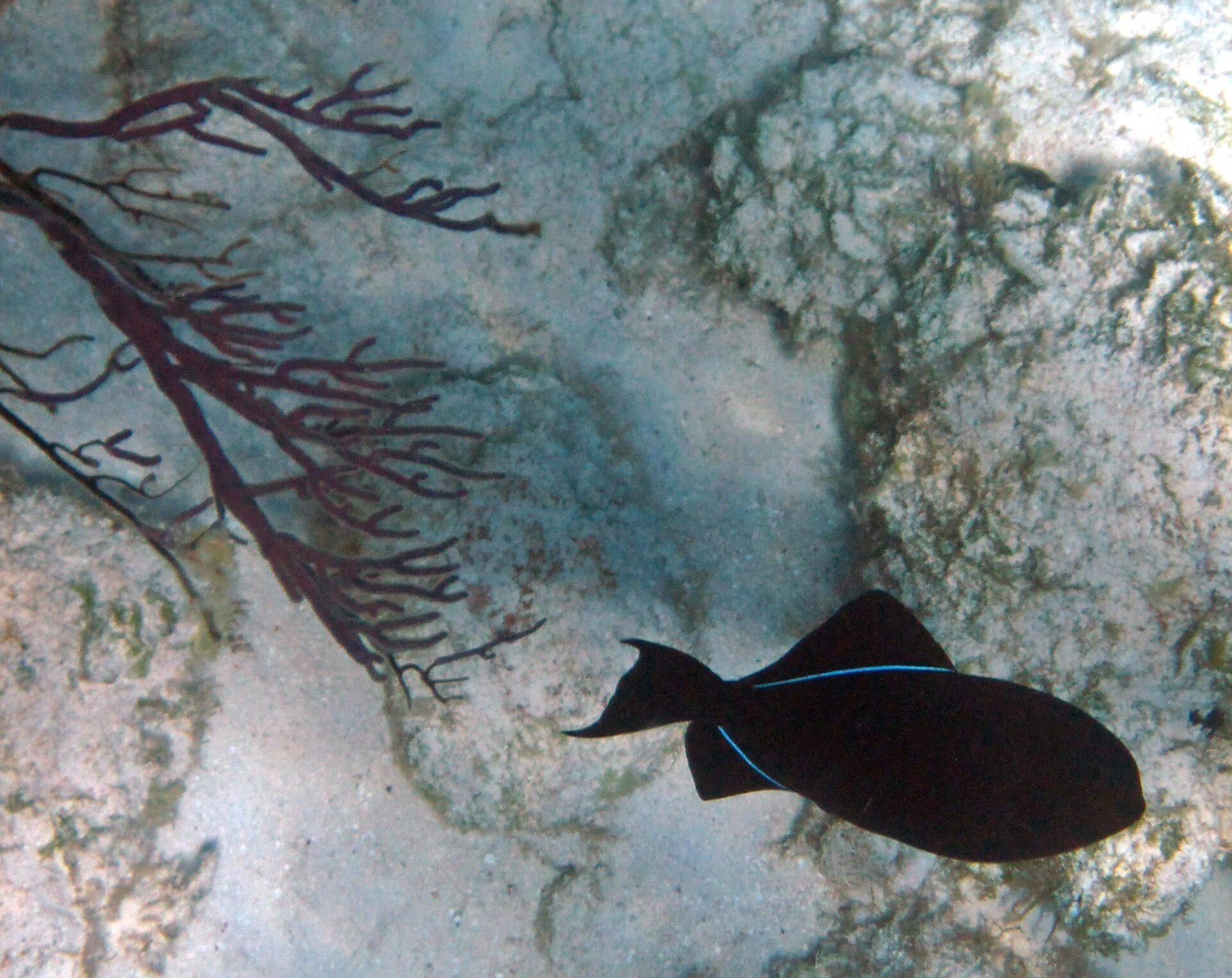 Baliste noir (Melichthys niger)