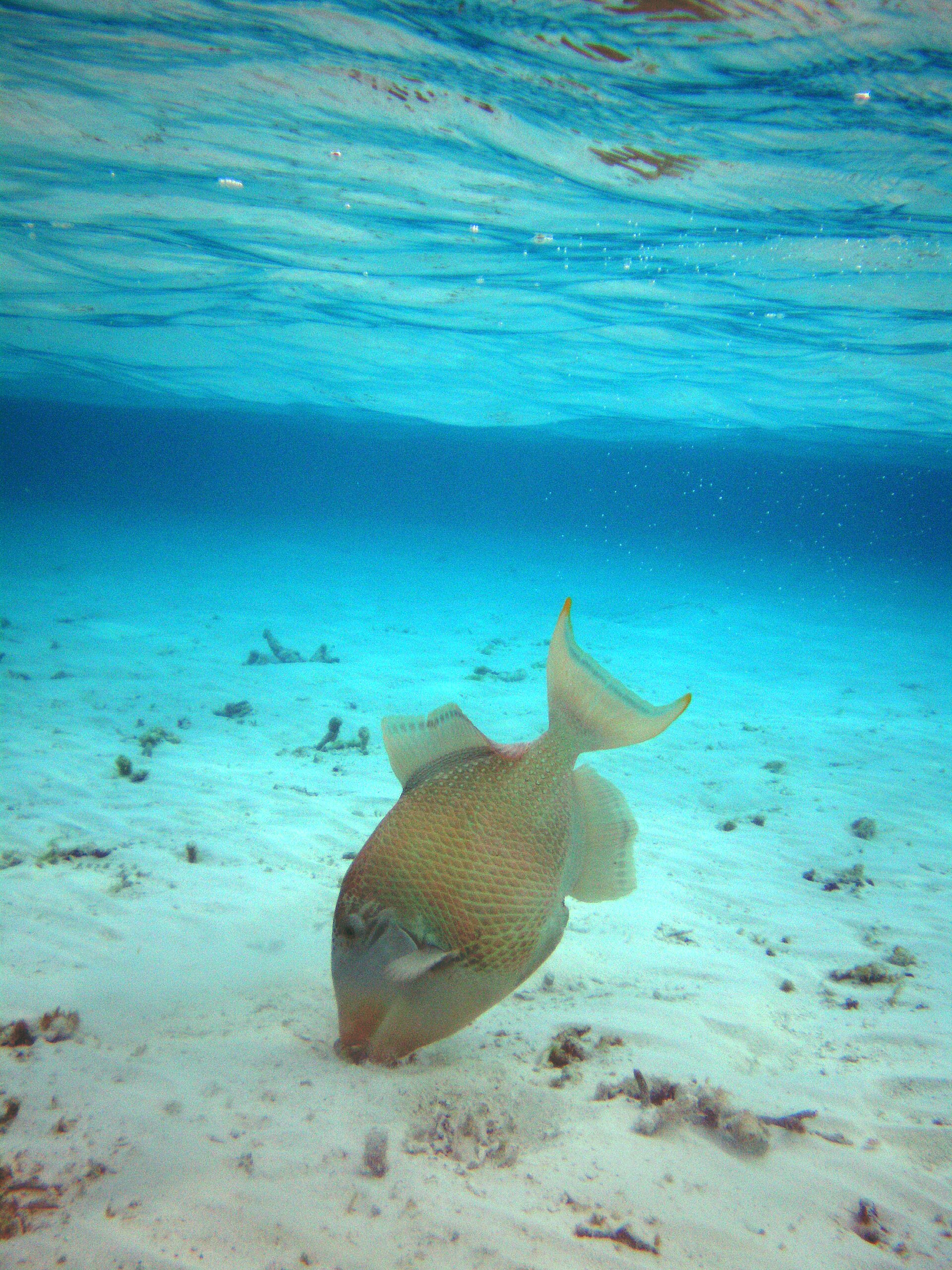 Baliste olivâtre (Pseudobalistes flavimarginatus)