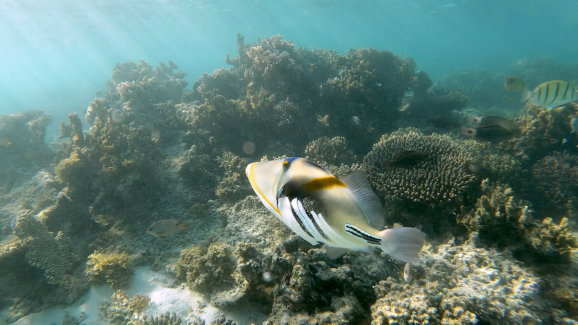 Baliste picasso (Rhinecanthus aculeatus)