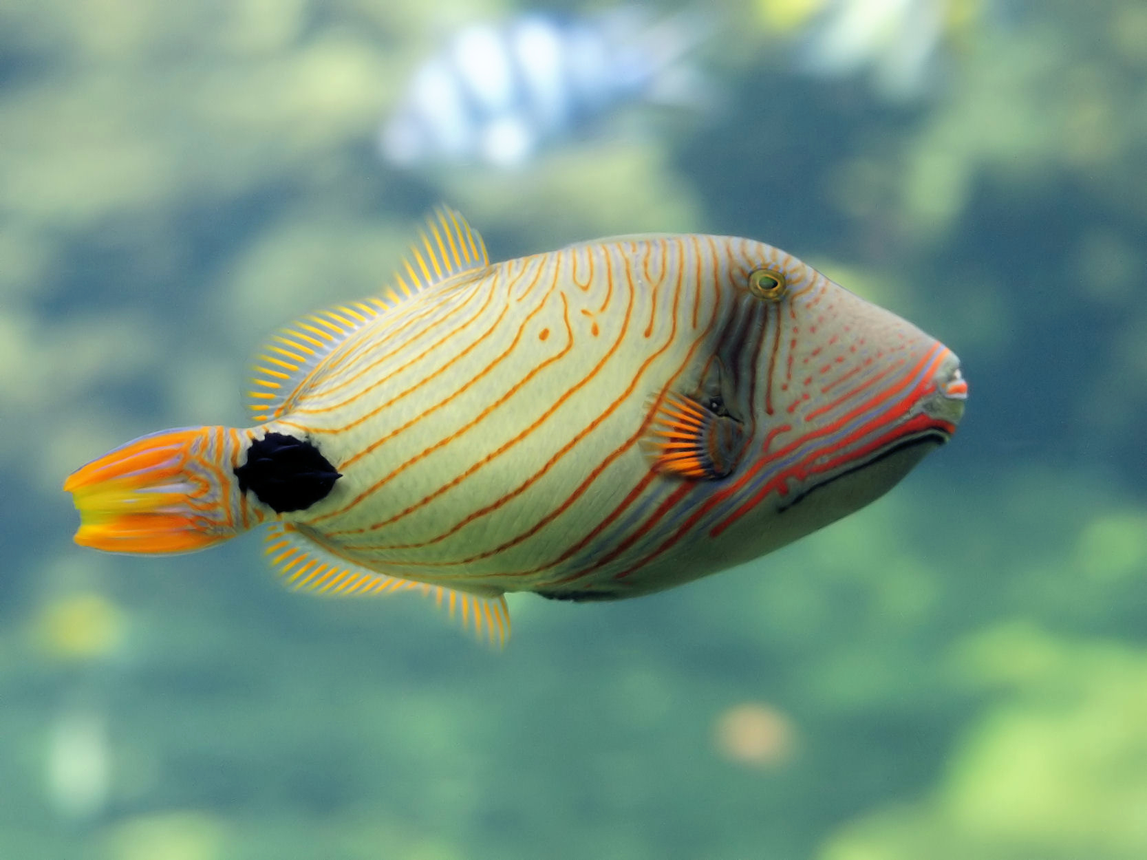 Baliste strié (Balistapus undulatus)