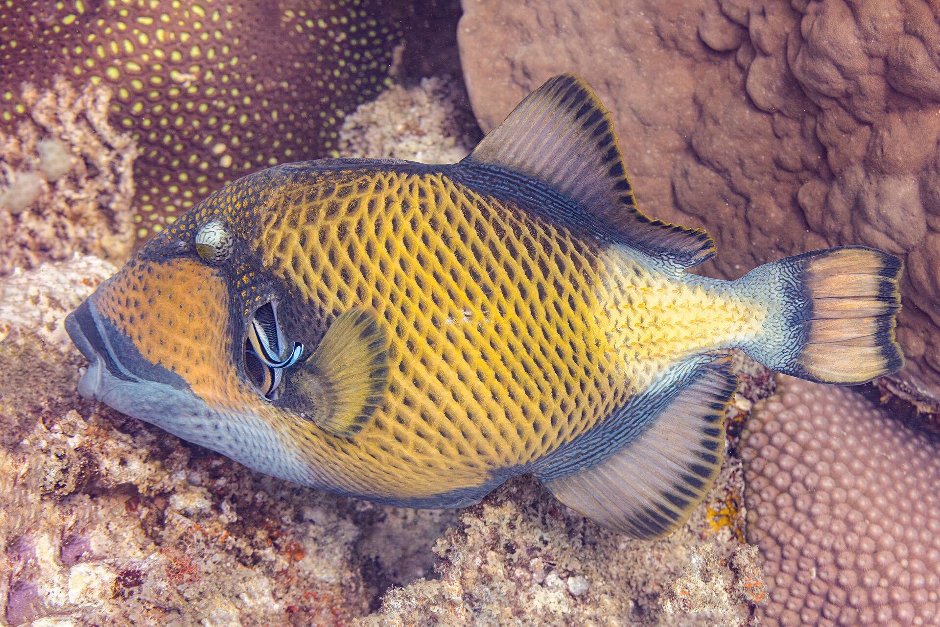 Baliste titan (Balistoides viridescens)