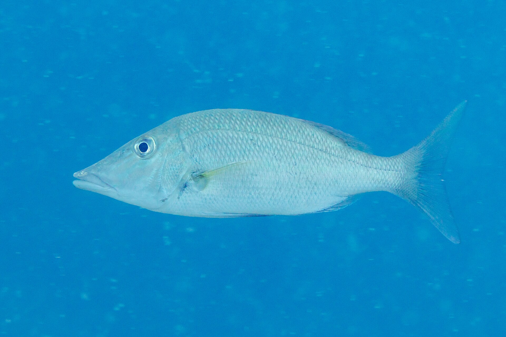 Bec de canne (Lethrinus olivaceus)