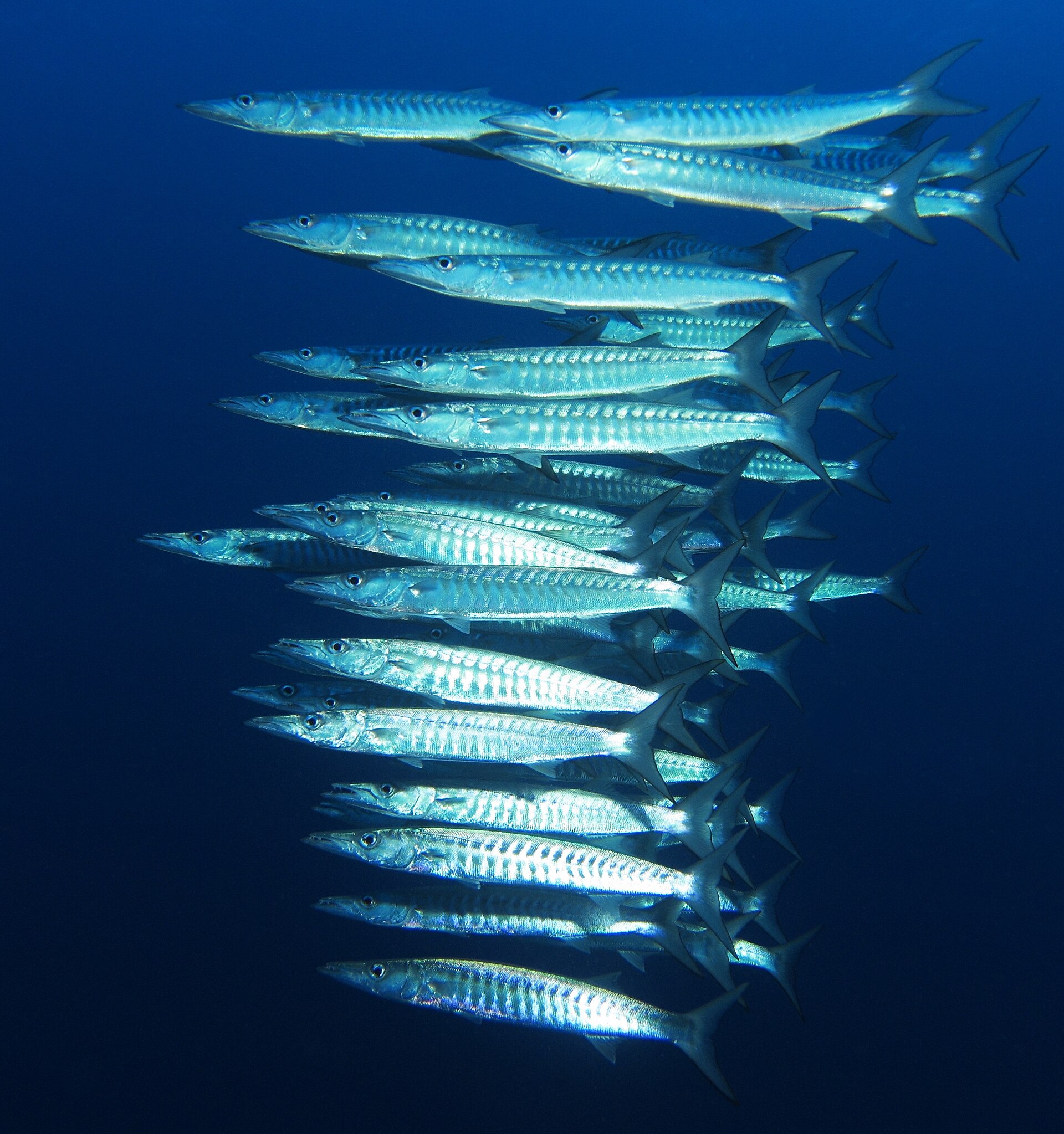 Bécune à bandes (Sphyraena qenie)