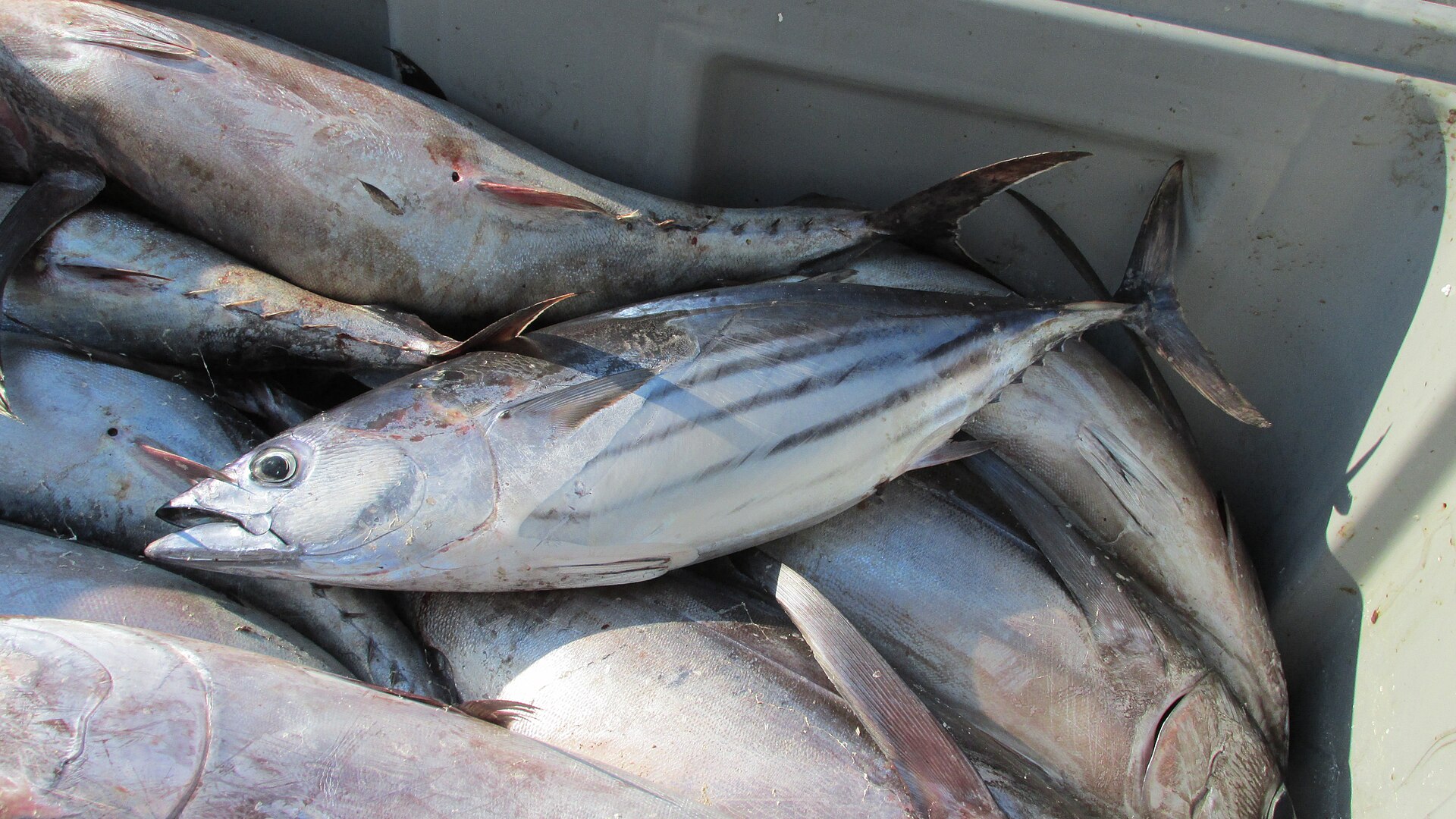 Bonite (Katsuwonus pelamis)