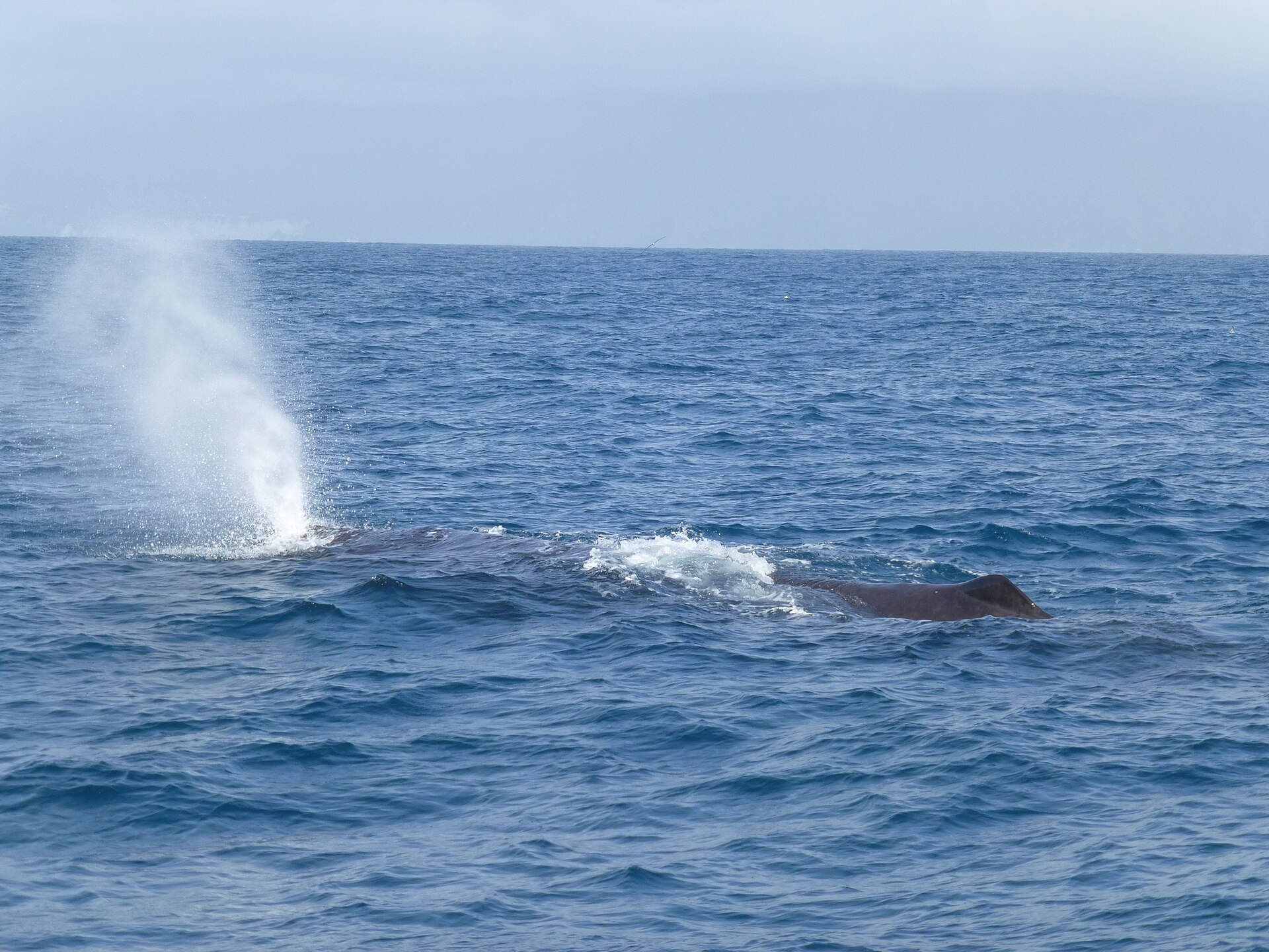 Cachalot (Physeter macrocephalus)