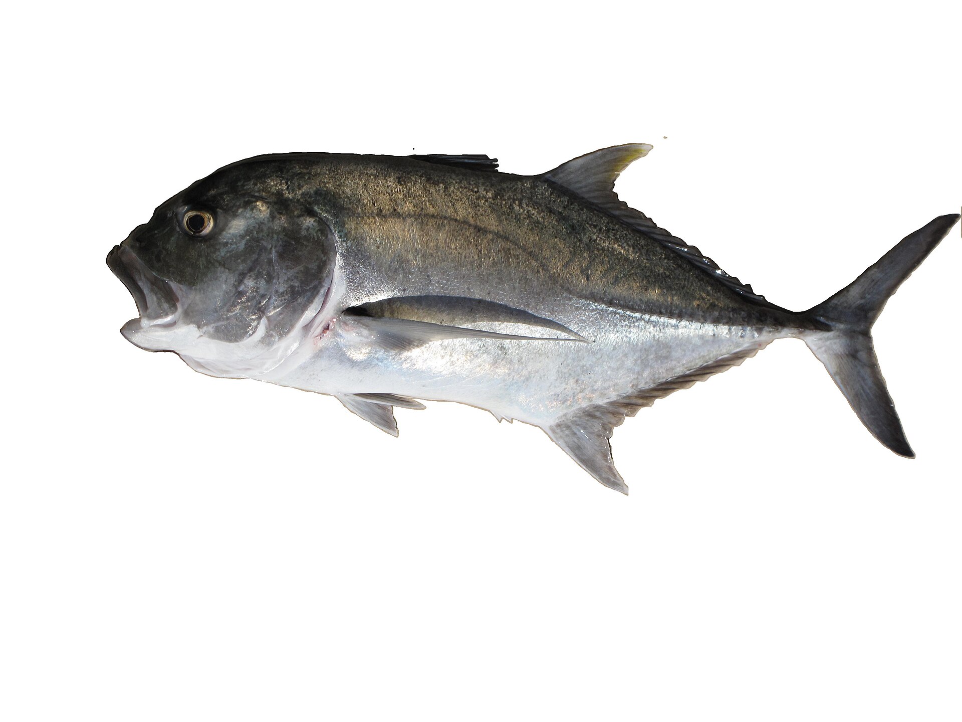 Carangue à grosse tête (Caranx ignobilis)