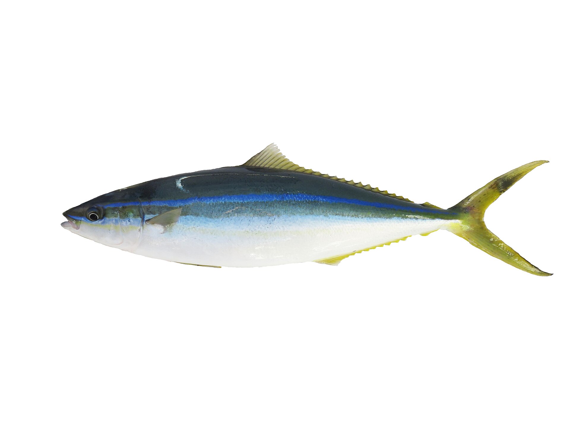 Carangue arc-en-ciel (Elagatis bipinnulata)