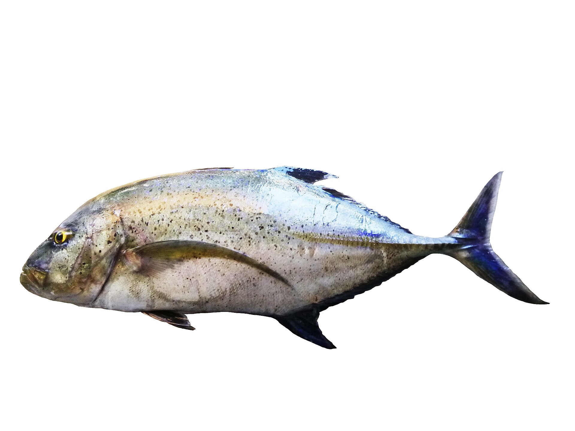 Carangue bleue (Caranx melampygus)