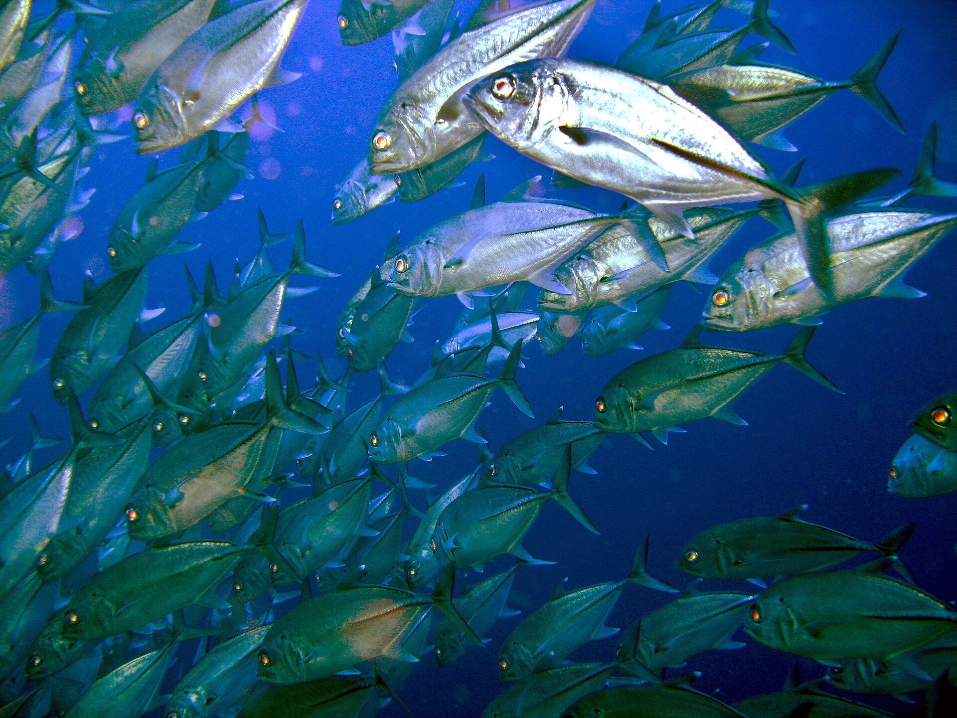 Carangue gros yeux (Caranx sexfasciatus)