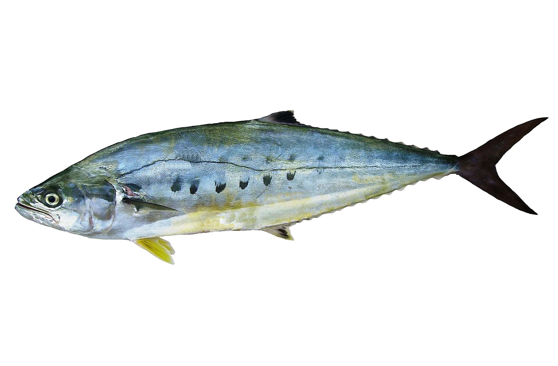 Carangue leurre (Scomberoides lysan)