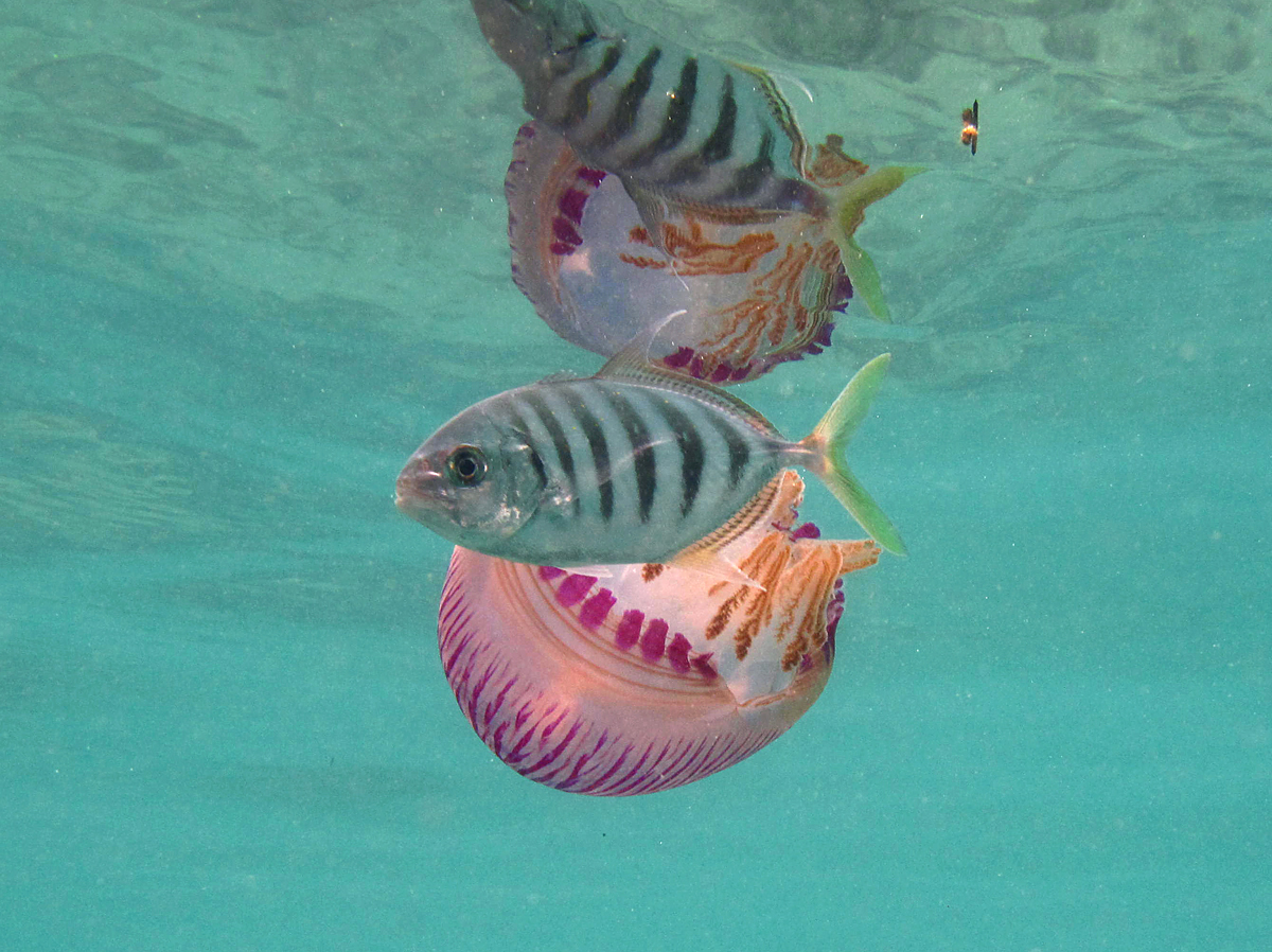 Carangue rayée (Carangoides ferdau)