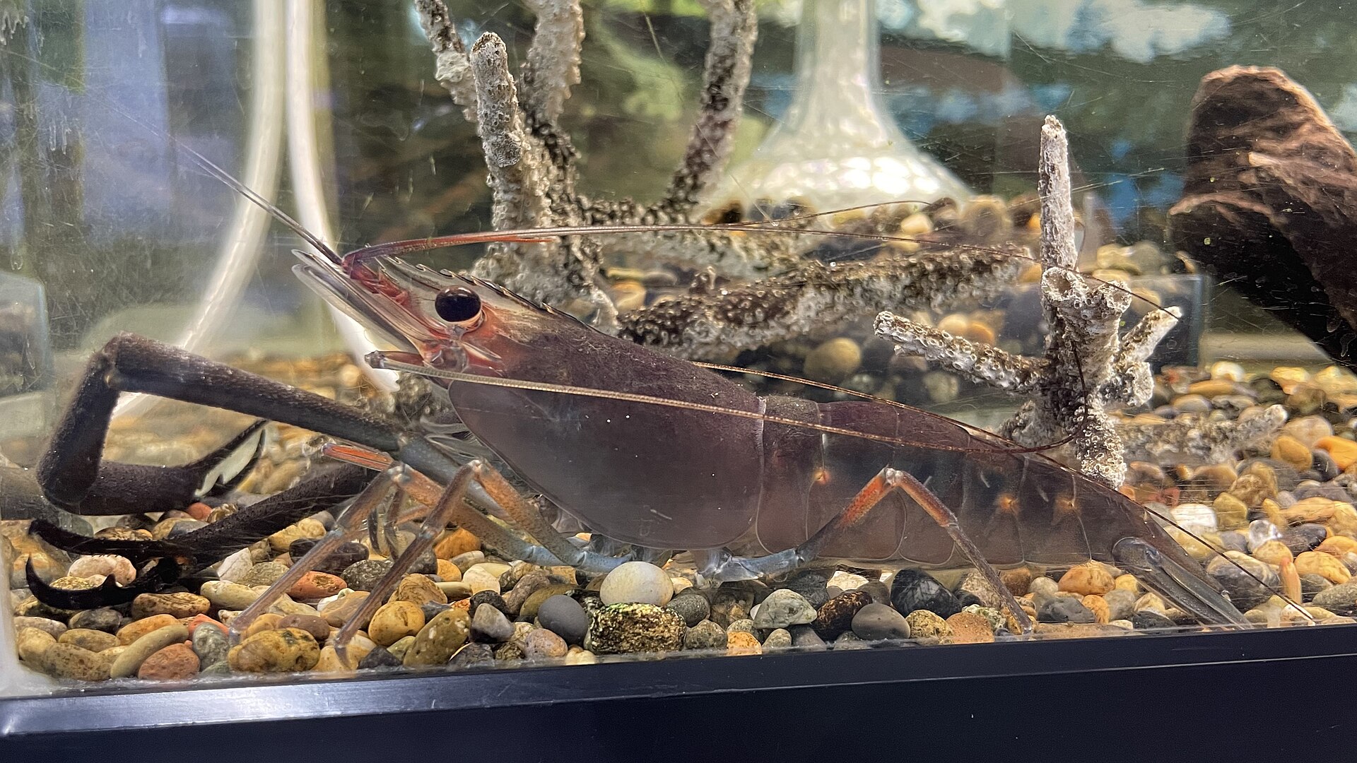 Monkey river prawn (Macrobrachium lar)