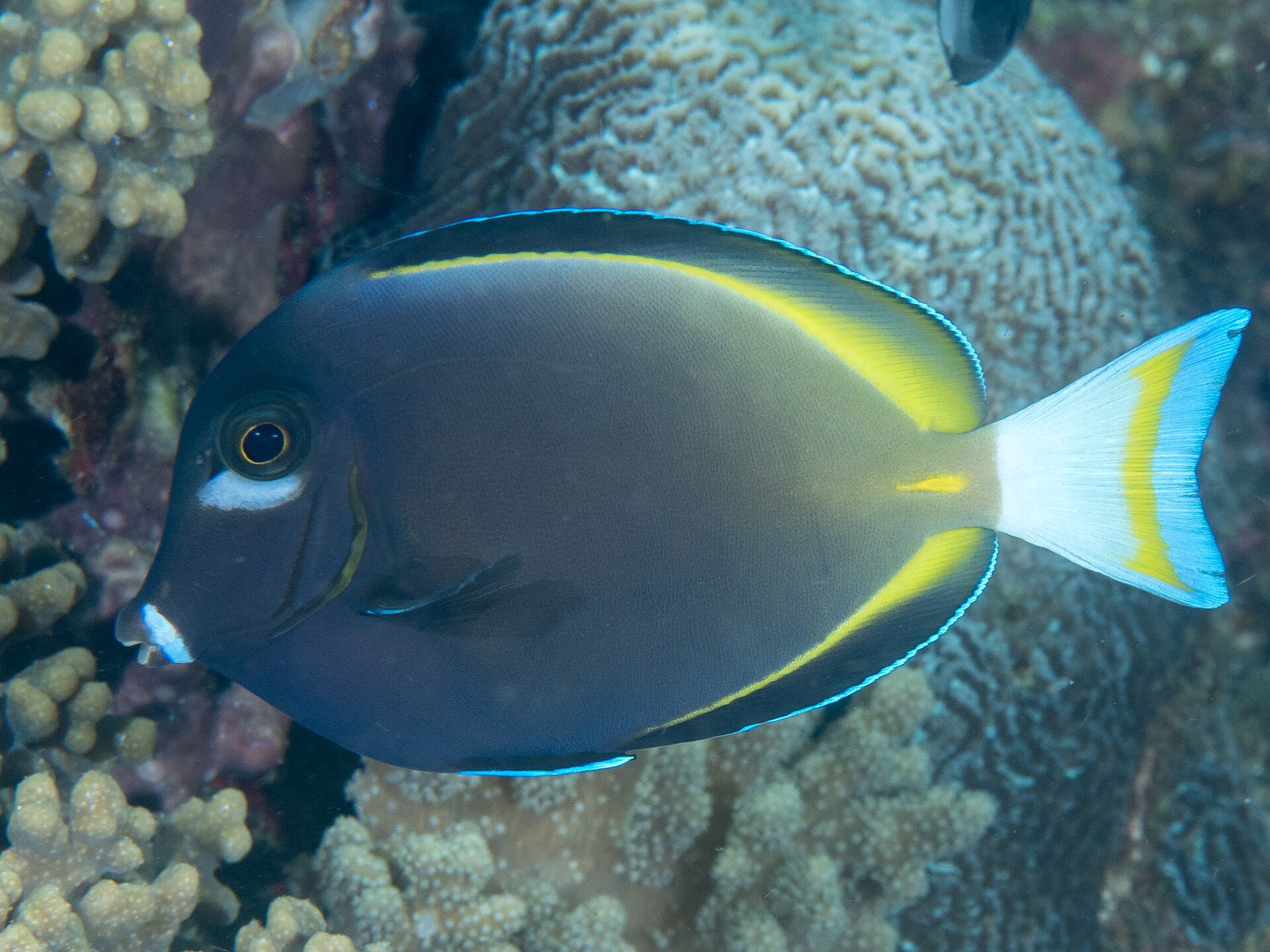 Chirurgien à marques jaunes (Acanthurus nigricans)