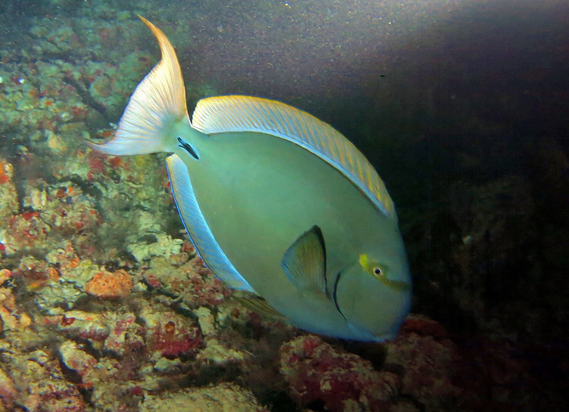 Chirurgien à nageoires jaunes (Acanthurus xanthopterus)