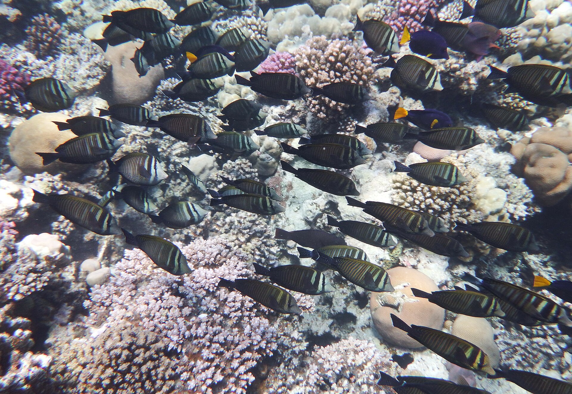 Chirurgien à voile (Zebrasoma veliferum)