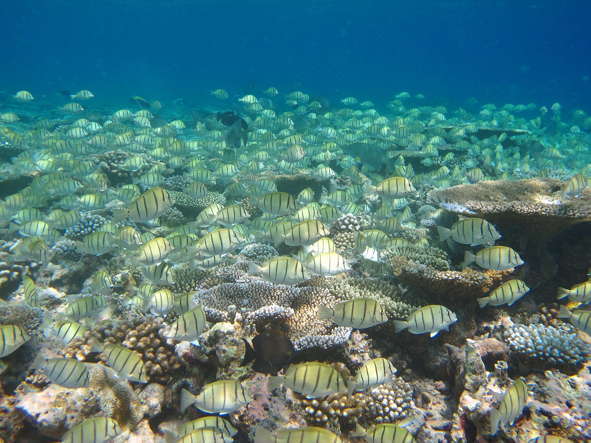 Chirurgien bagnard (Acanthurus triostegus)