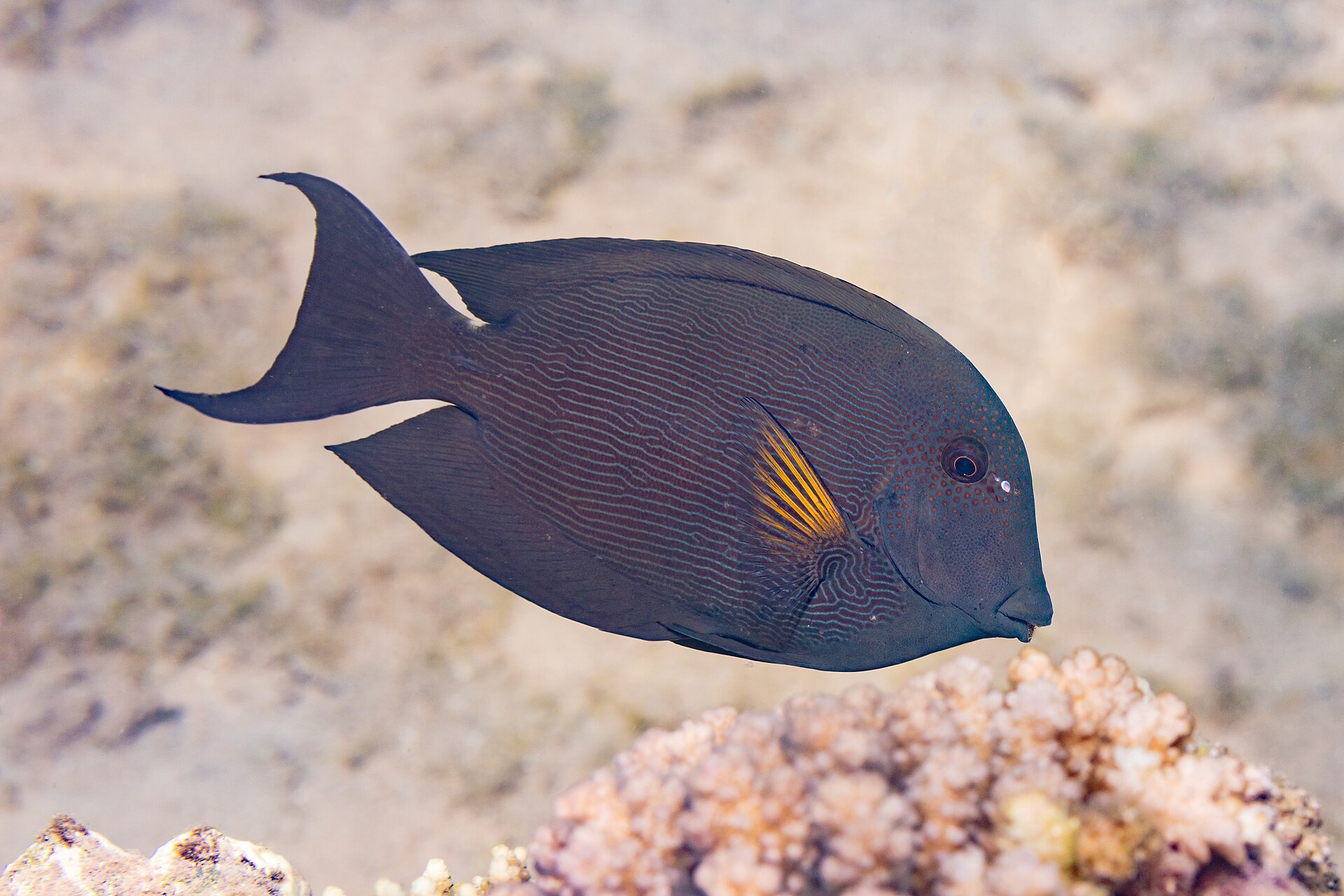 Chirurgien noir (Ctenochaetus striatus)