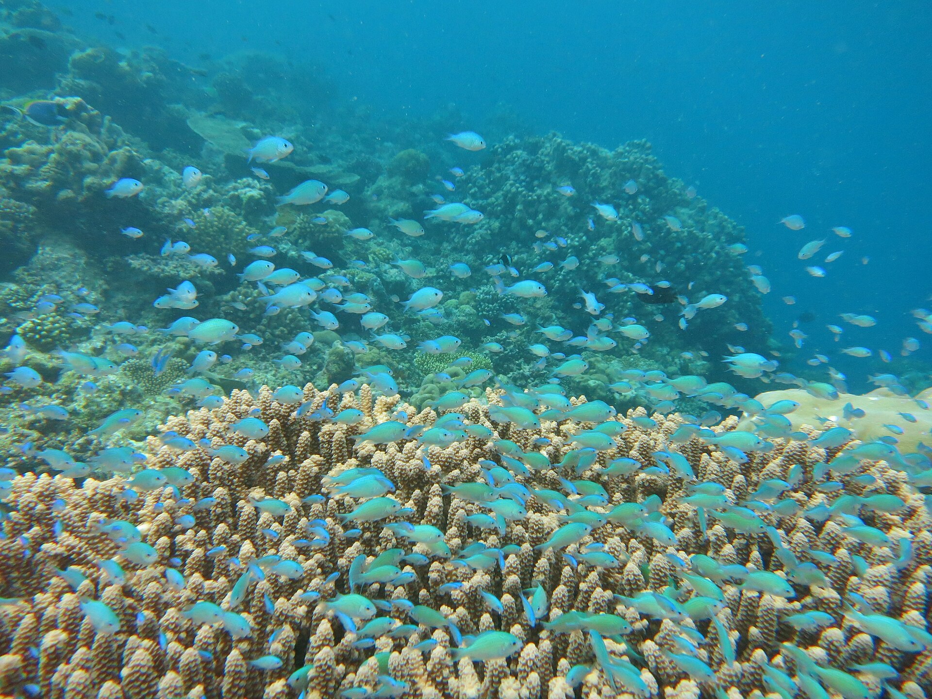 Chromis bleu-vert (Chromis viridis)