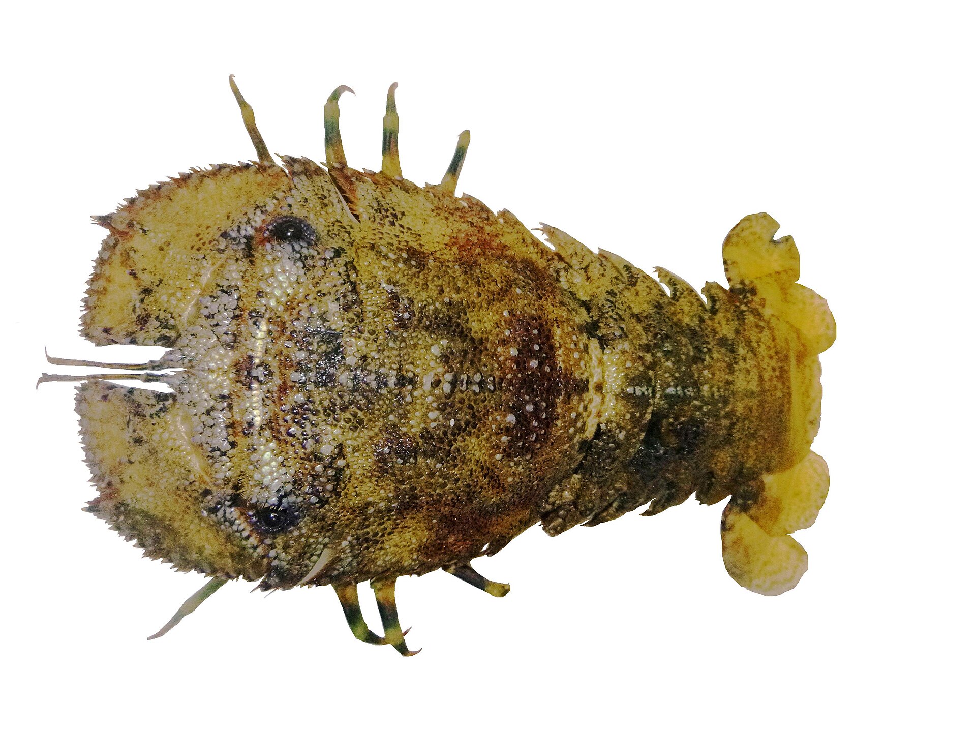 Sculptured mitten lobster (Parribacus antarcticus)