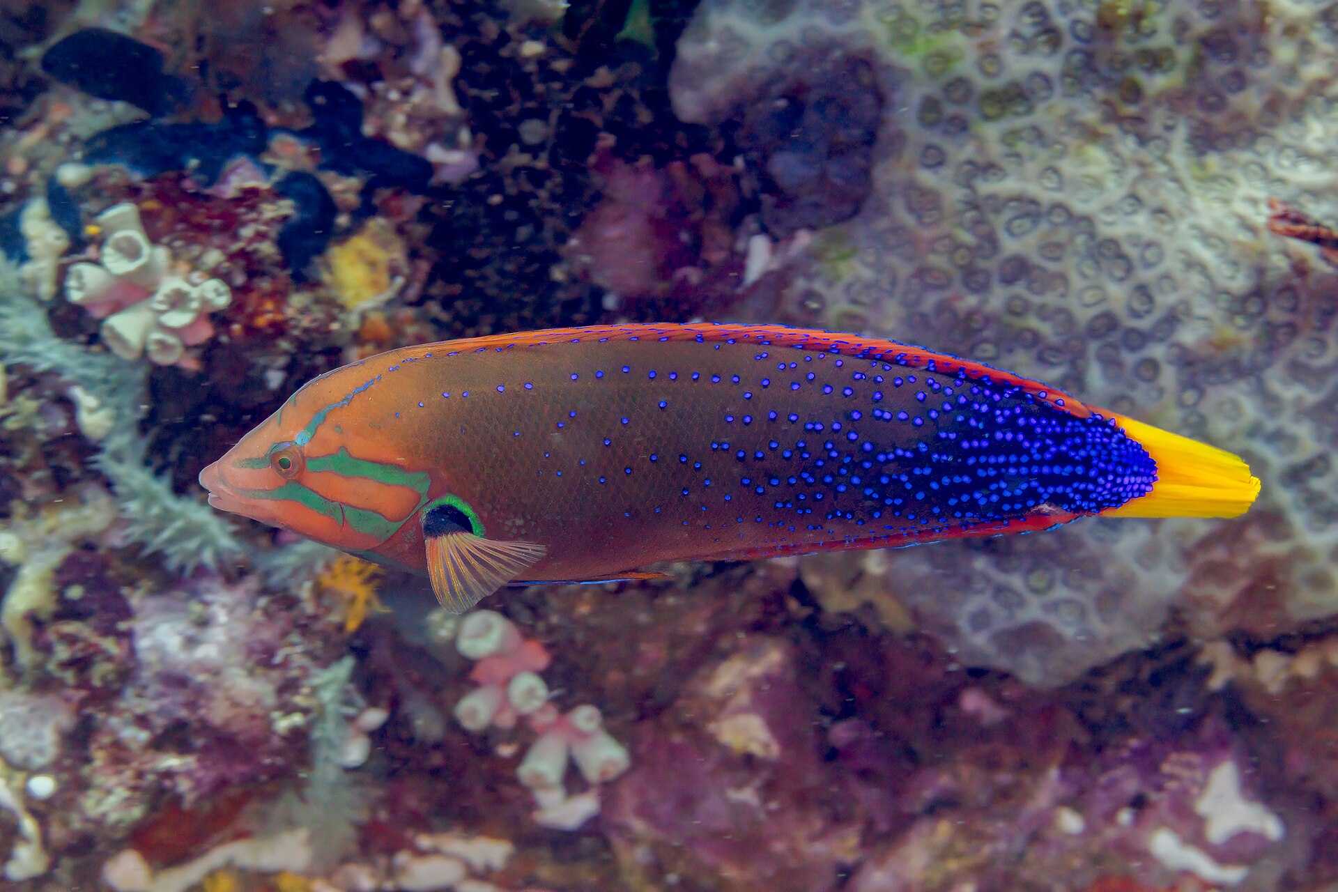 Coris bariolé (Coris gaimard)
