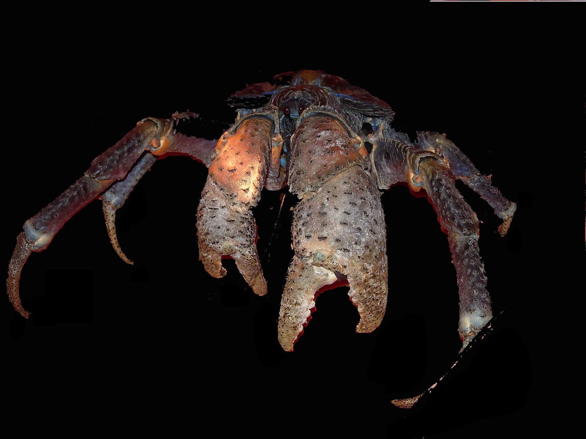 Coconut crab (Birgus latro)