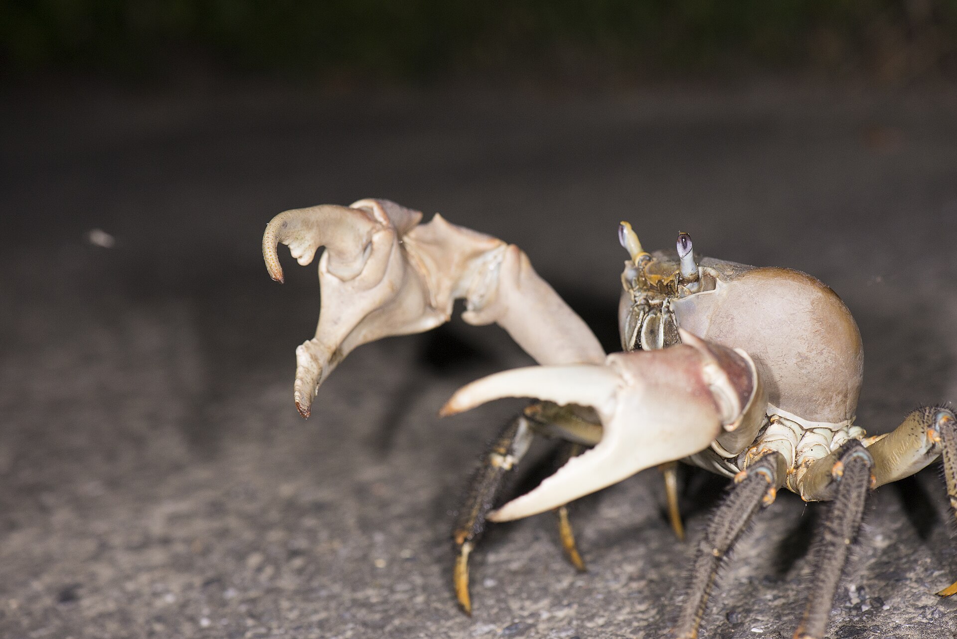 Land crab (Cardisoma carnifex)