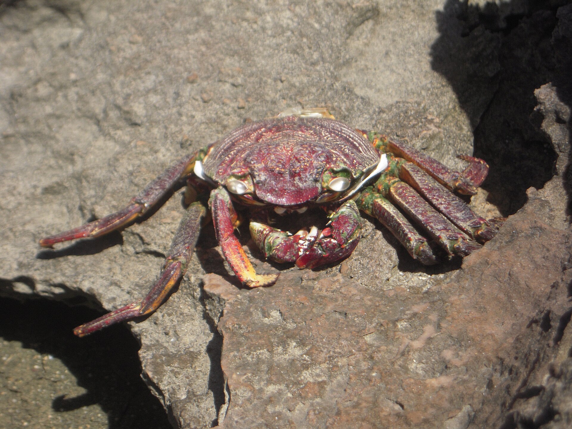 Thin-shelled rock crab (Grapsus tenuicrustatus)