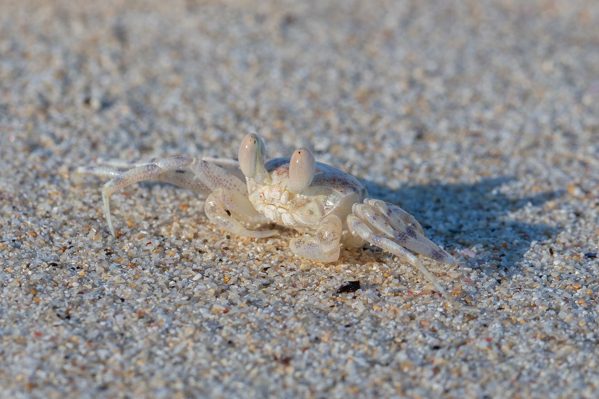 Horn-eyed ghost crab (Ocypode ceratophthalmus)