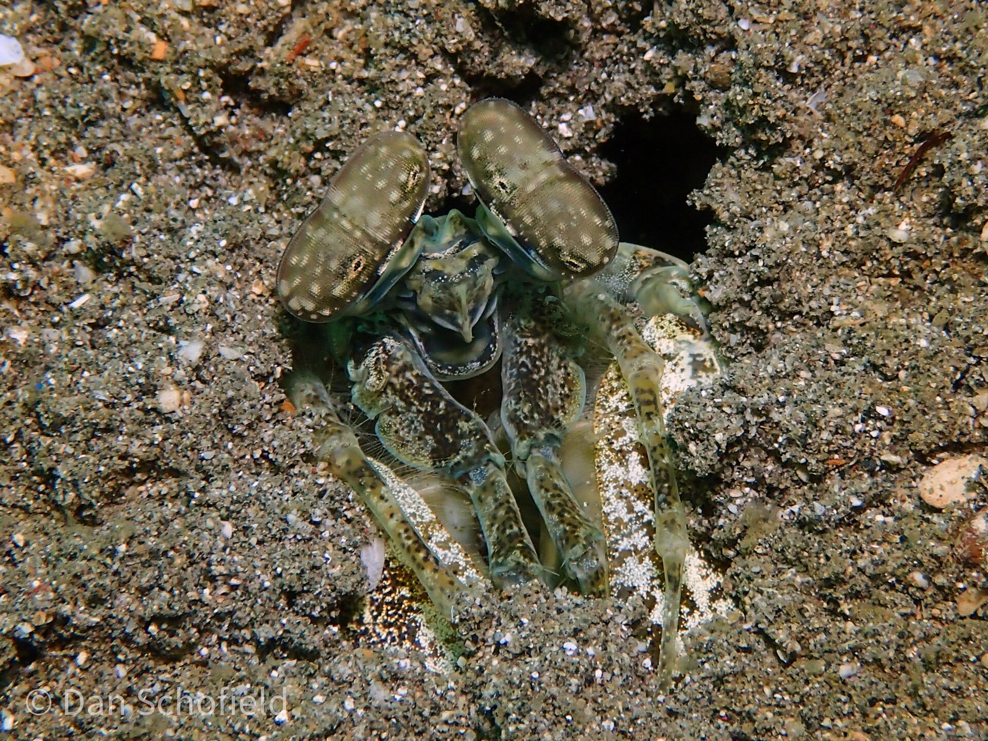 Zebra mantis shrimp (Lysiosquillina maculata)