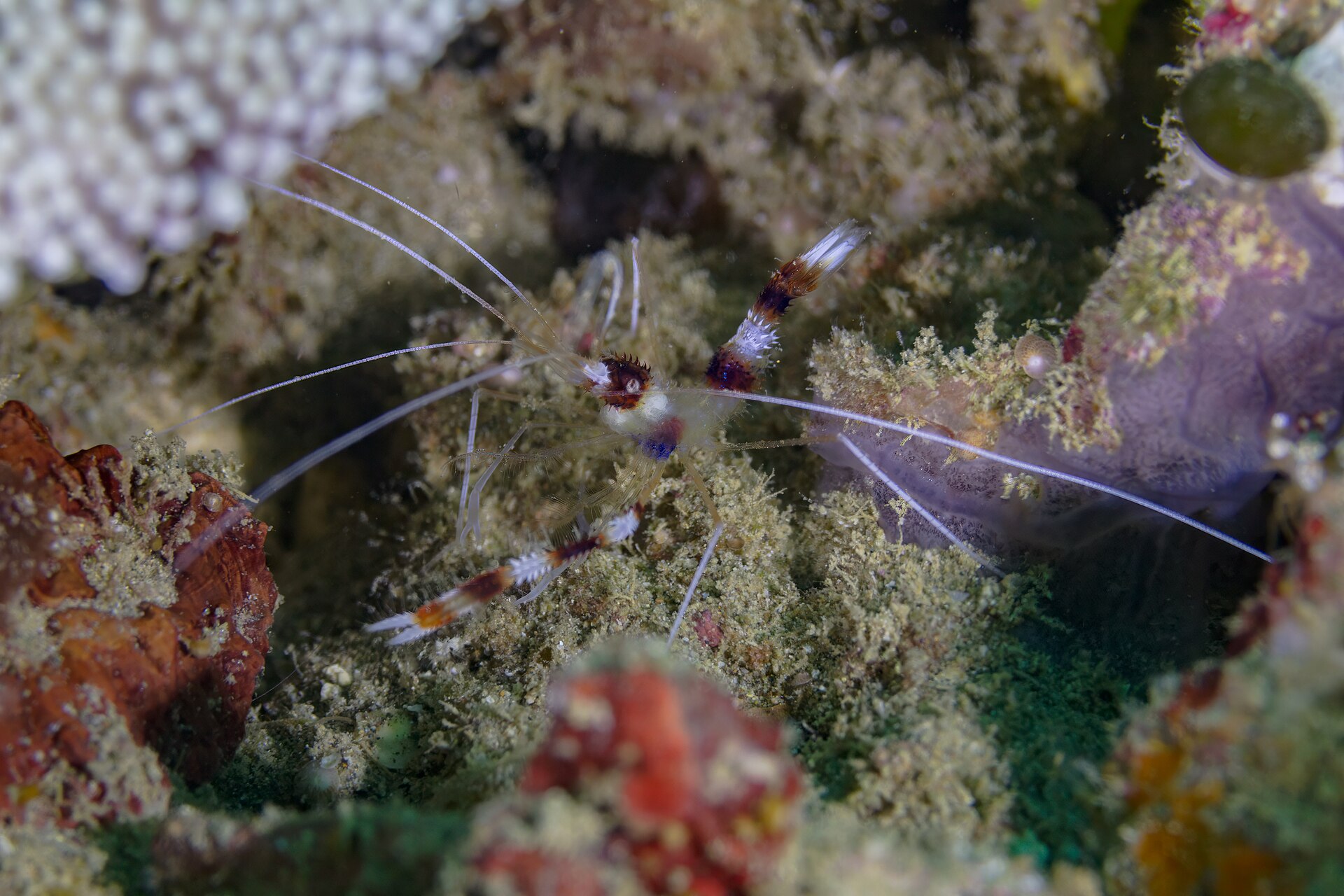 Banded coral shrimp (Stenopus hispidus)