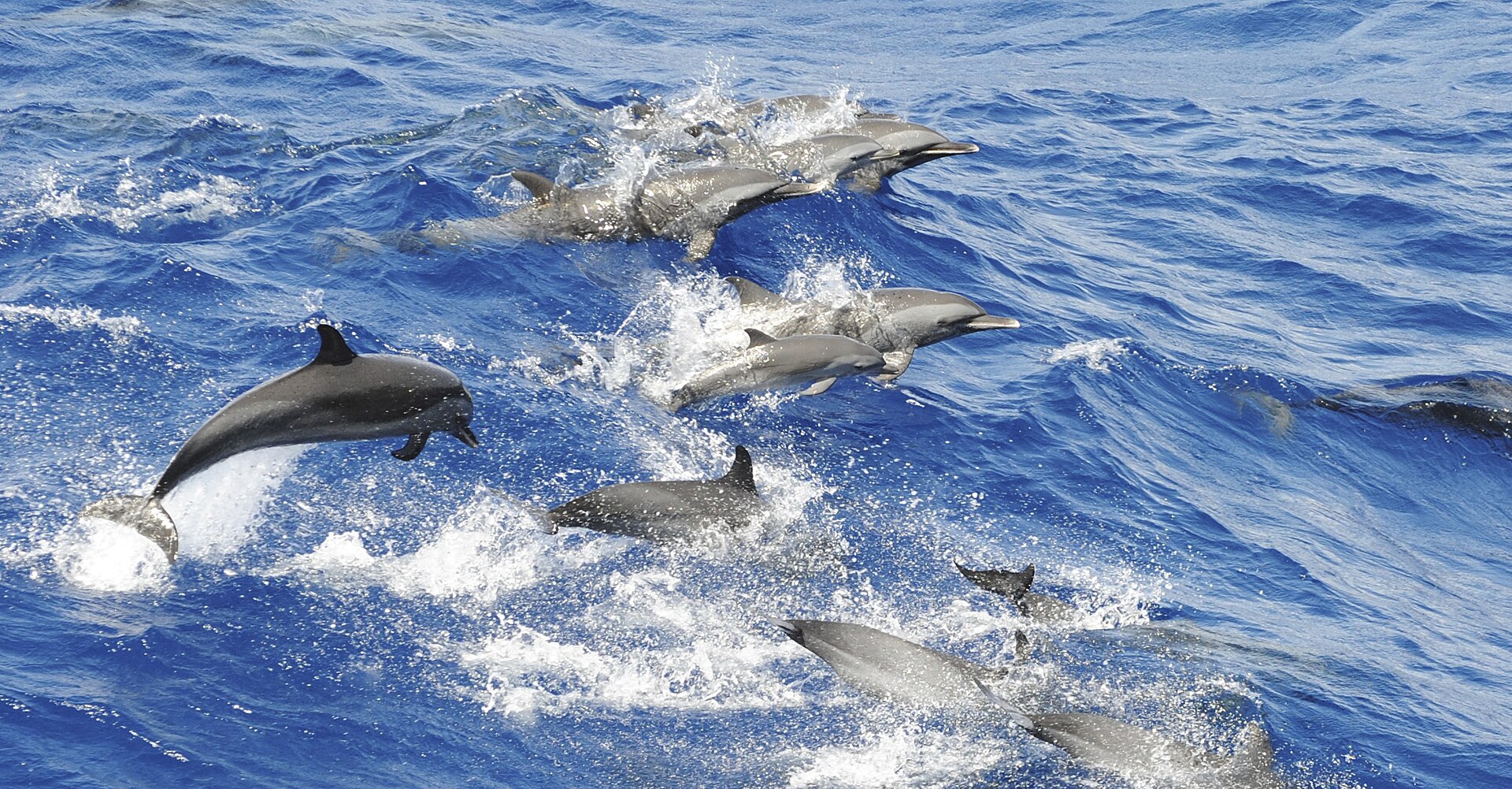 Dauphin tacheté pantropical