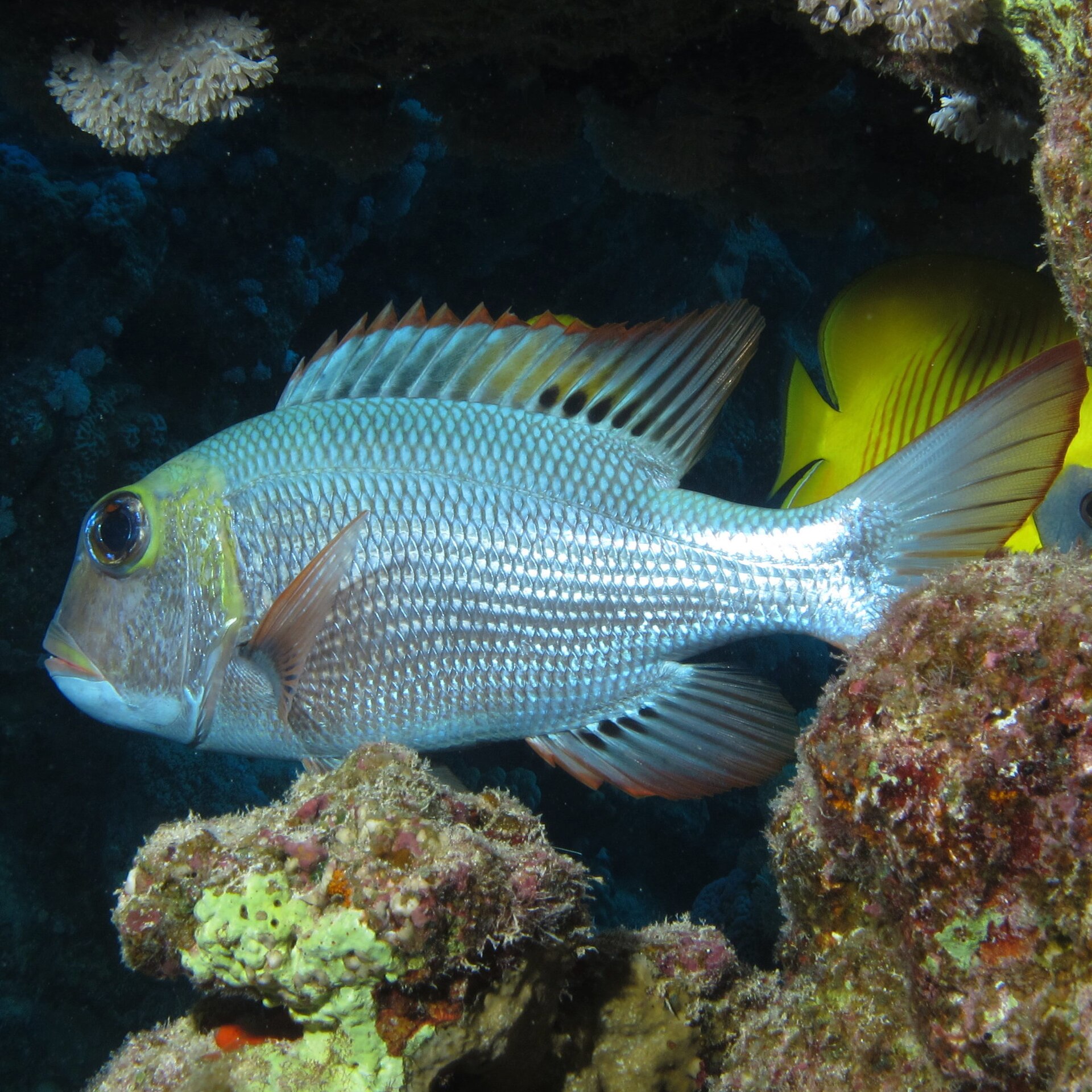 Daurade tropicale (Monotaxis grandoculis)