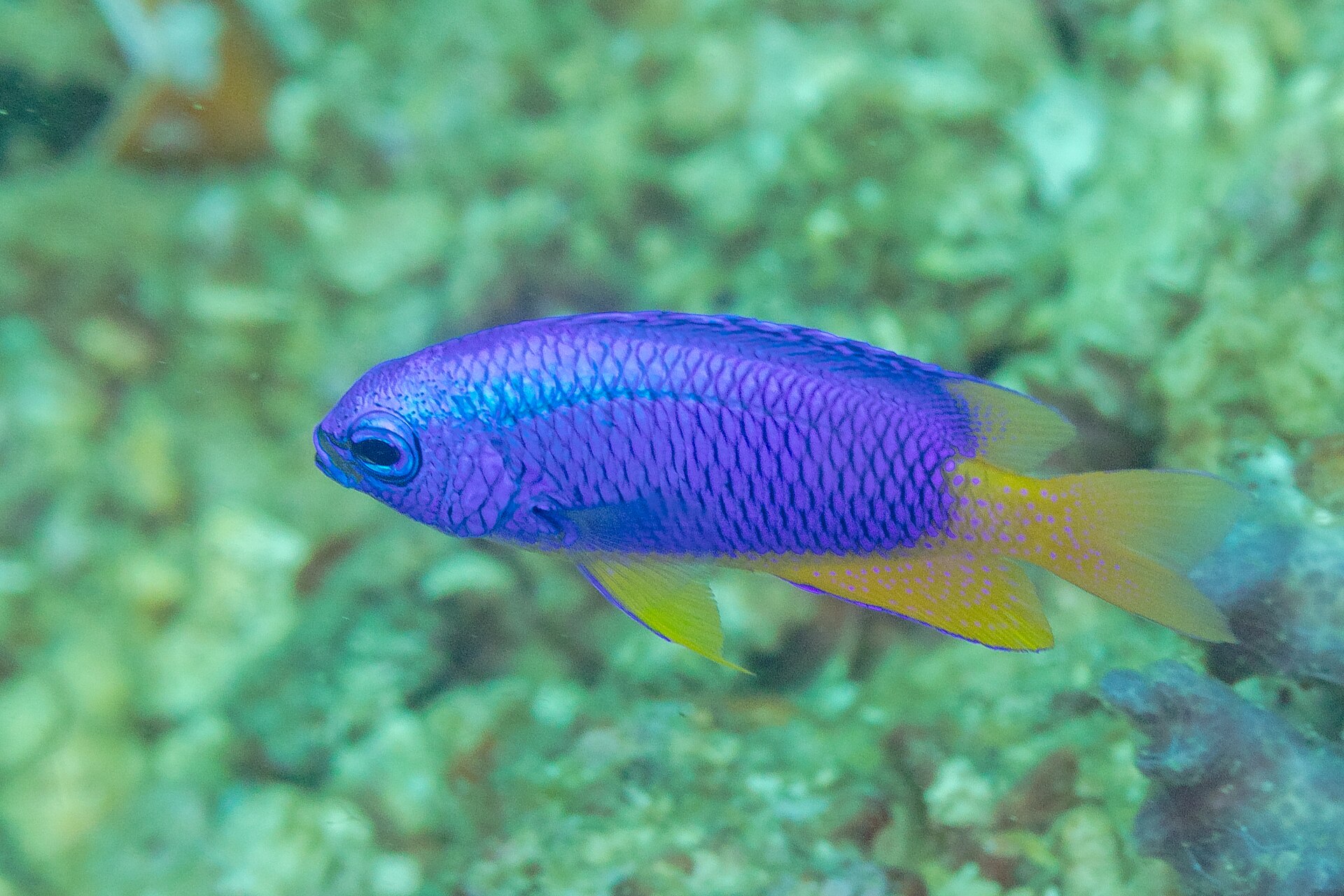 Demoiselle néon (Pomacentrus coelestis)