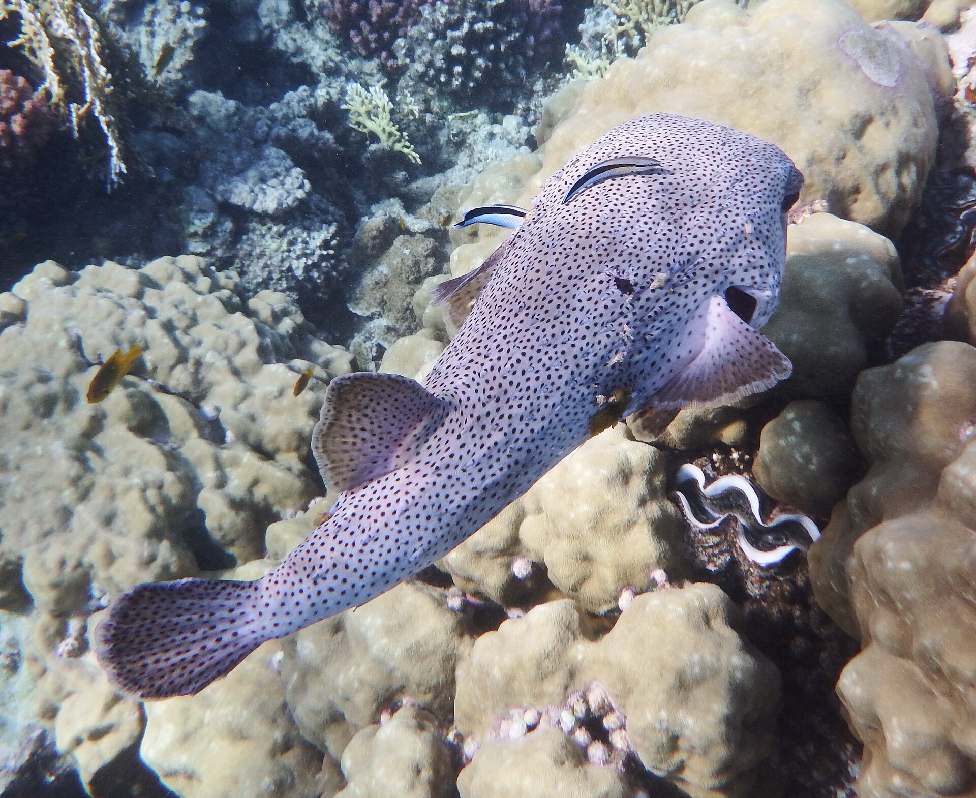 Diodon (Diodon hystrix)