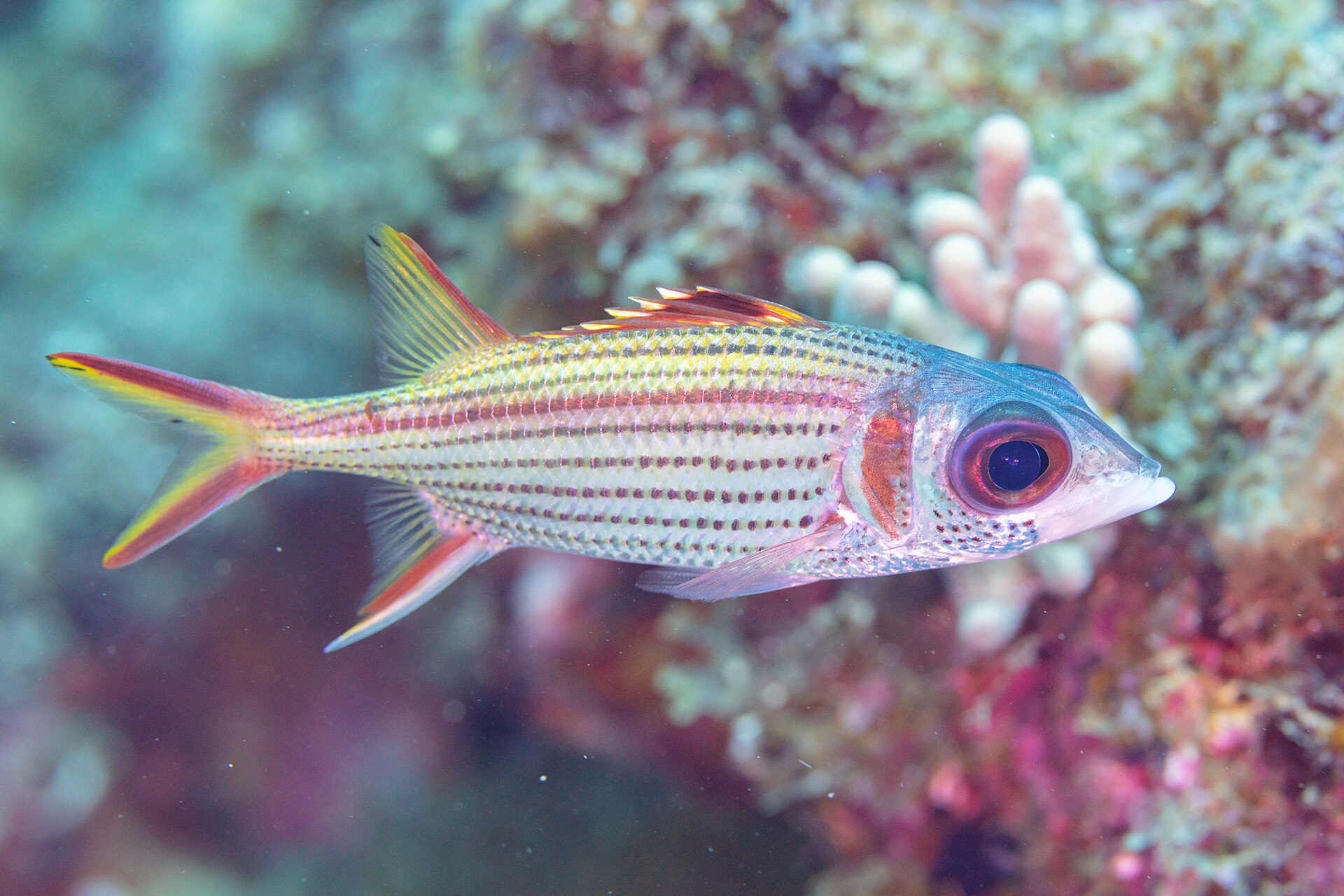 Écureuil tacheté (Neoniphon sammara)