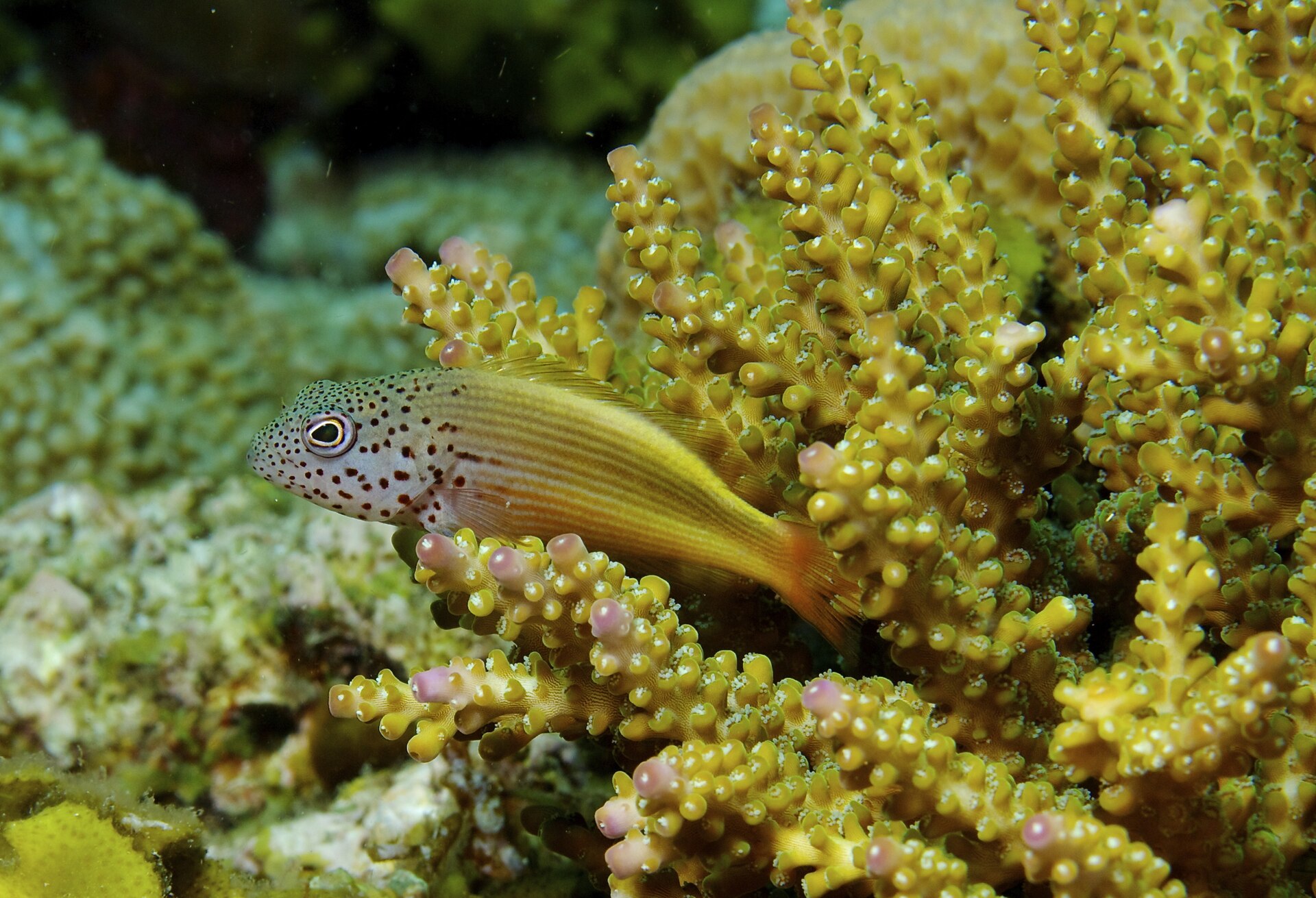 Faucon à taches de rousseur (Paracirrhites forsteri)