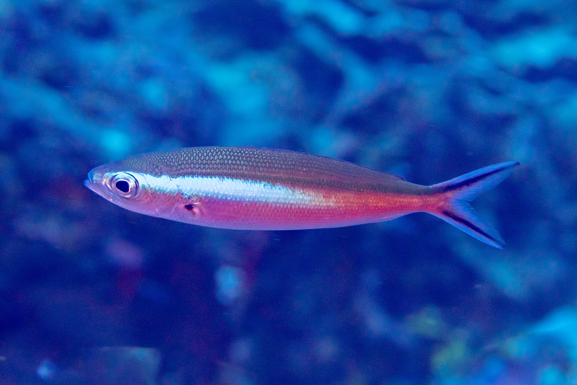 Fusilier tricolore (Pterocaesio tile)