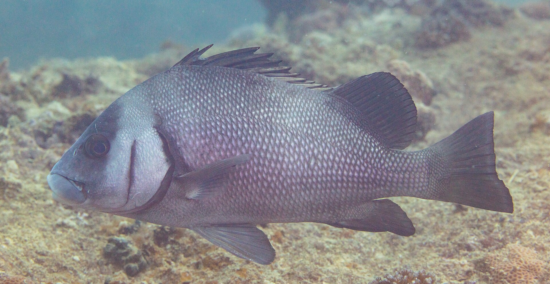 Gaterin (Plectorhinchus gibbosus)