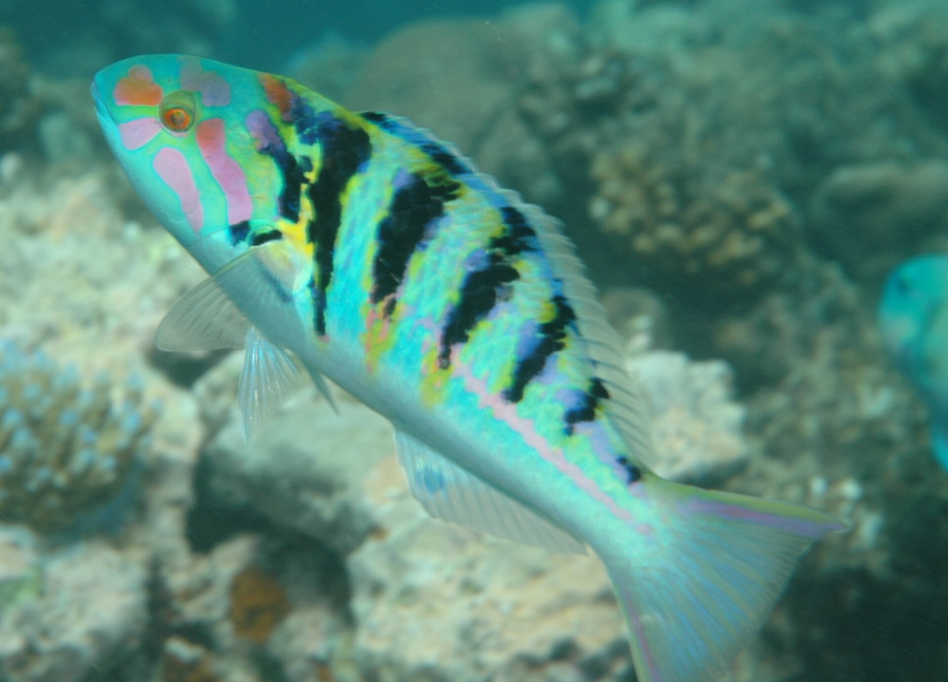 Girelle à taches d'encre (Thalassoma hardwicke)