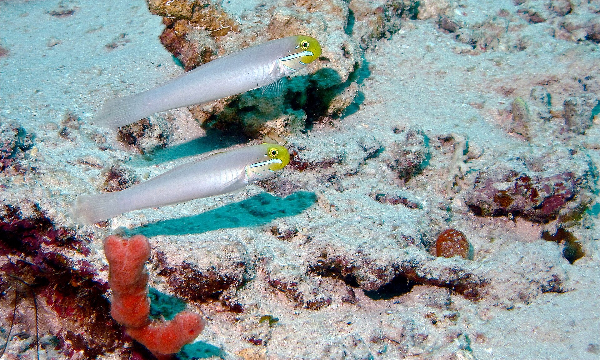 Gobie à raie bleue (Valenciennea strigata)