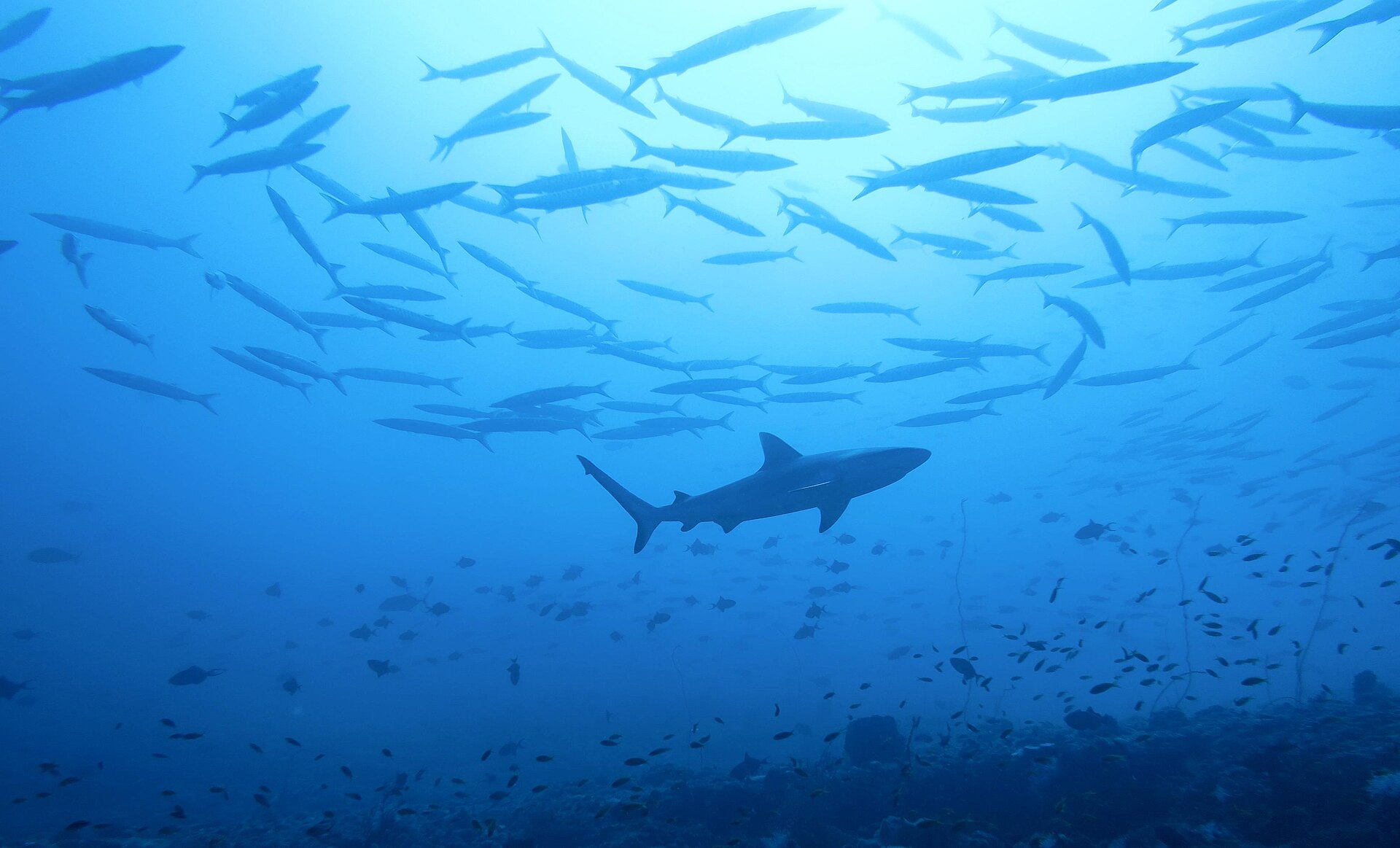 Grand barracuda (Sphyraena barracuda)
