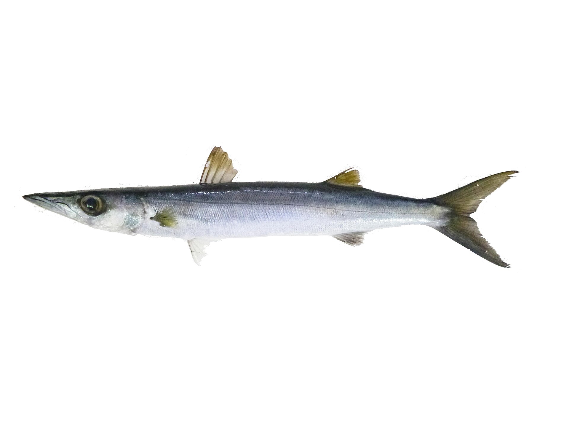 Grande bécune (Sphyraena forsteri)